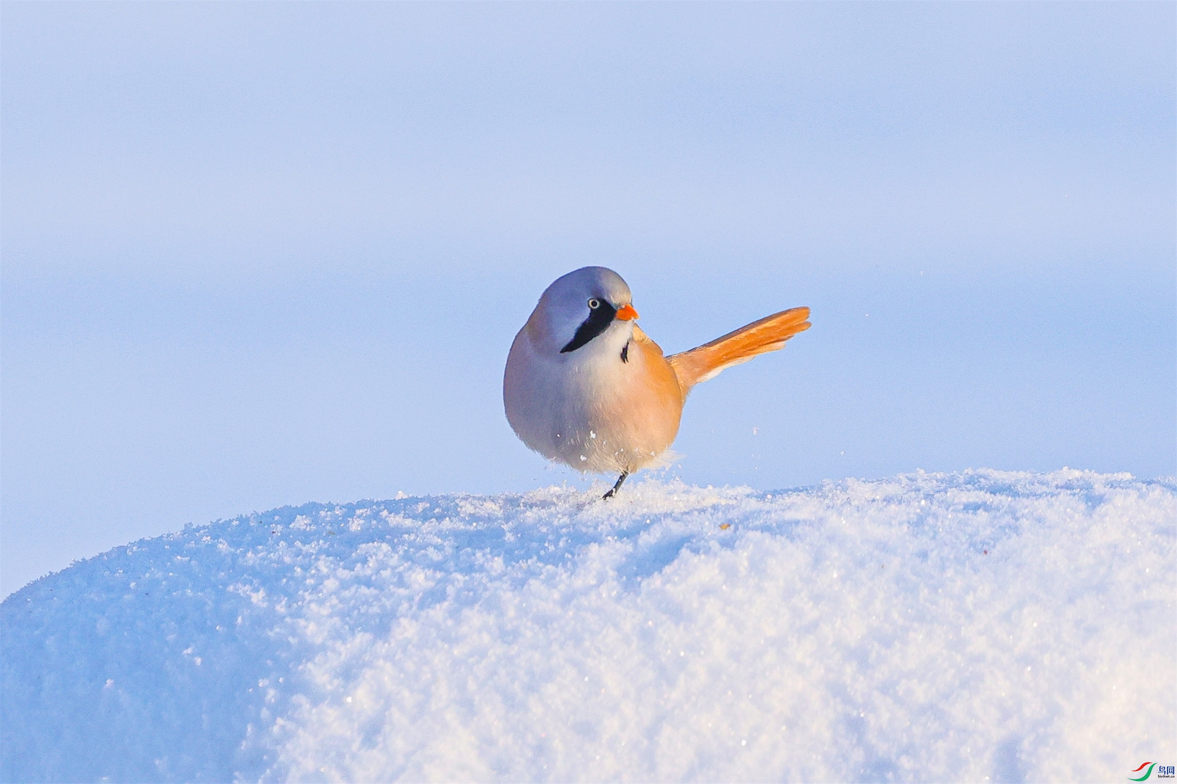 1K3A0094 ����1.jpg