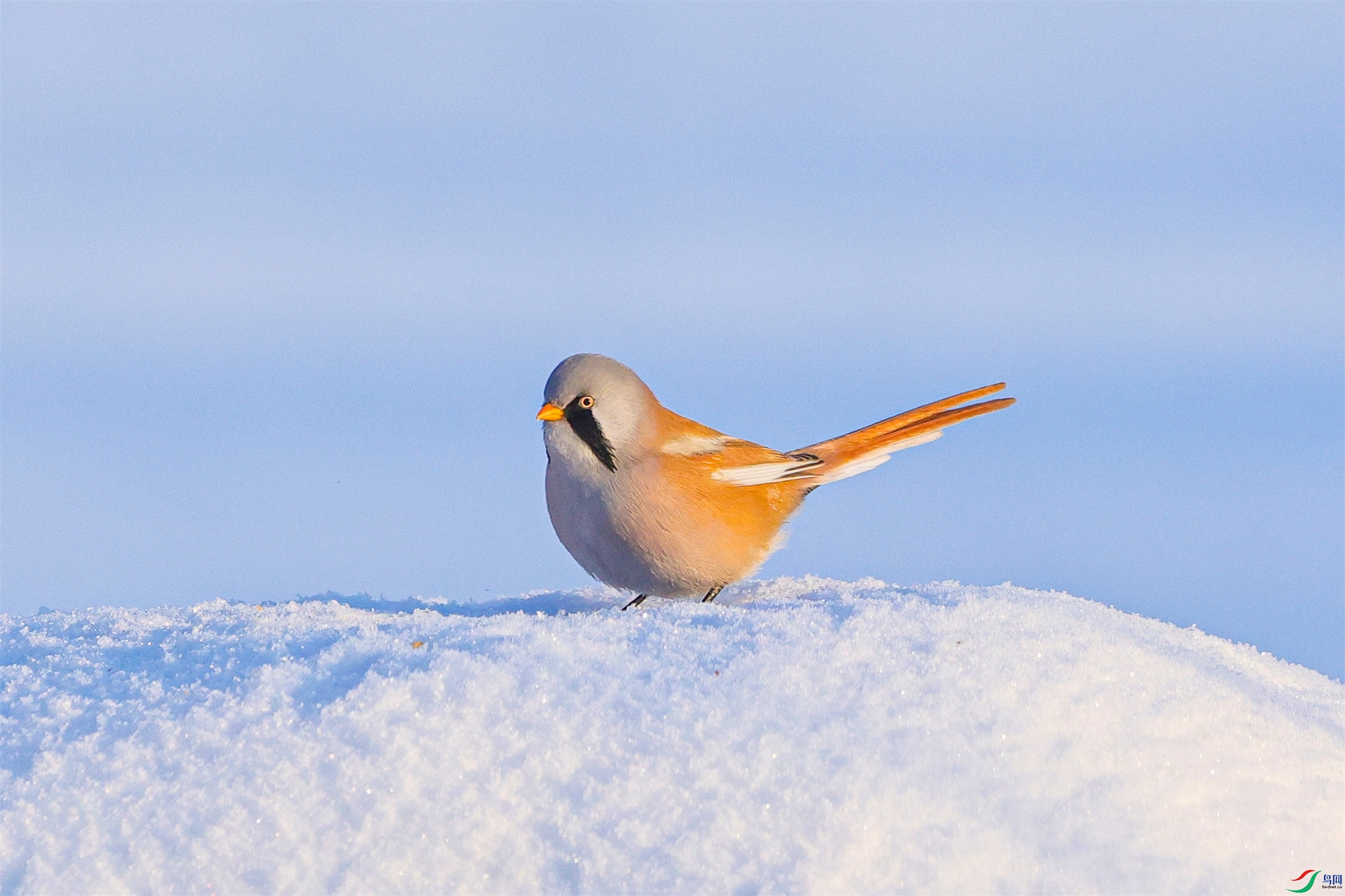 1K3A0076 ����1.jpg