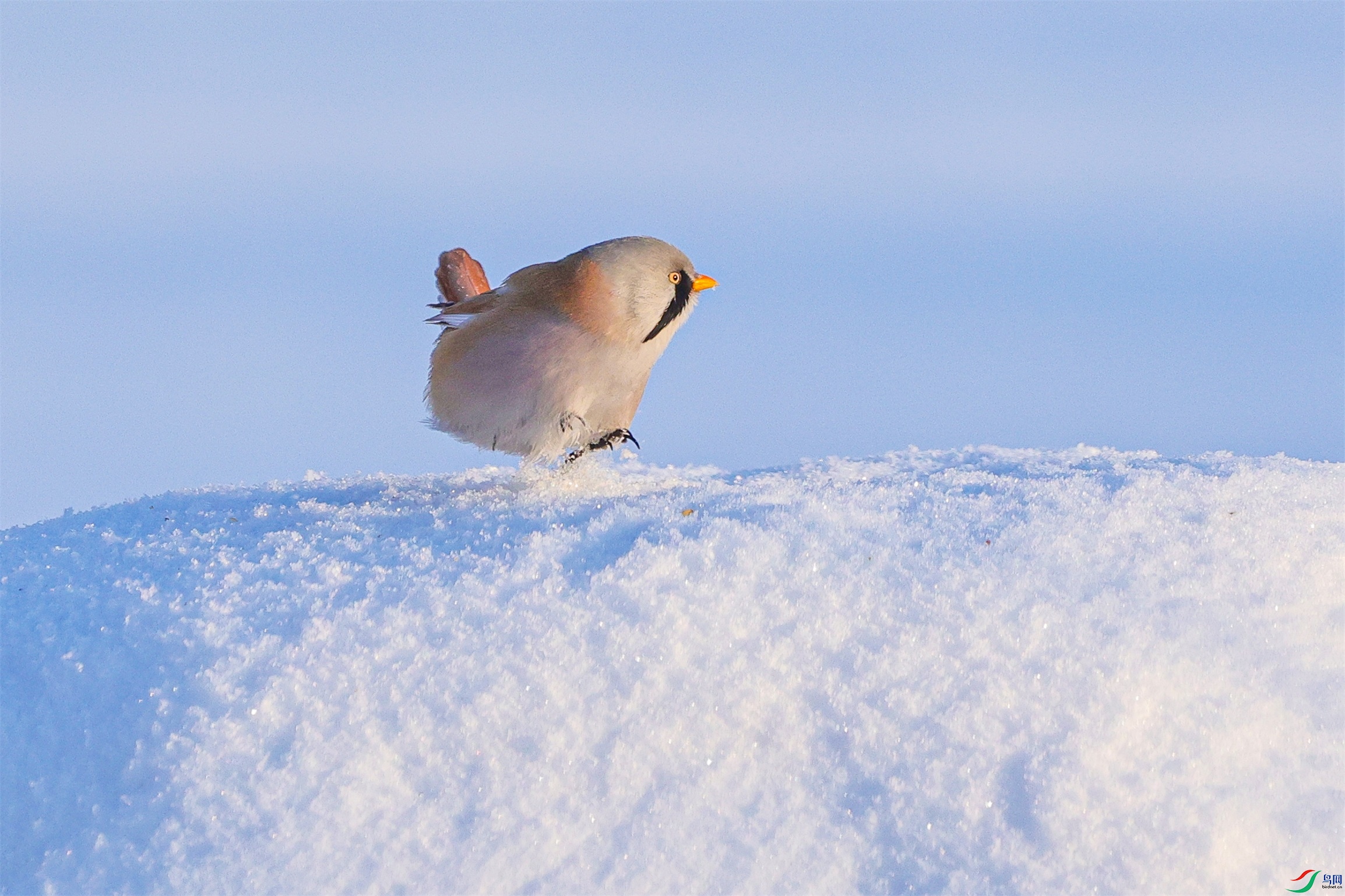 1K3A0104 ����1.jpg