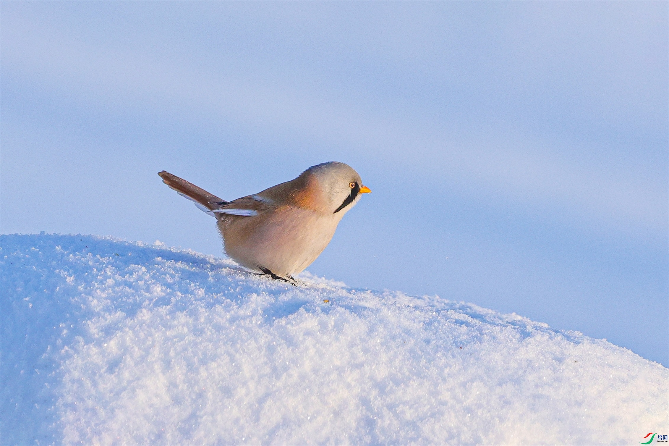 1K3A0105 ����1.jpg