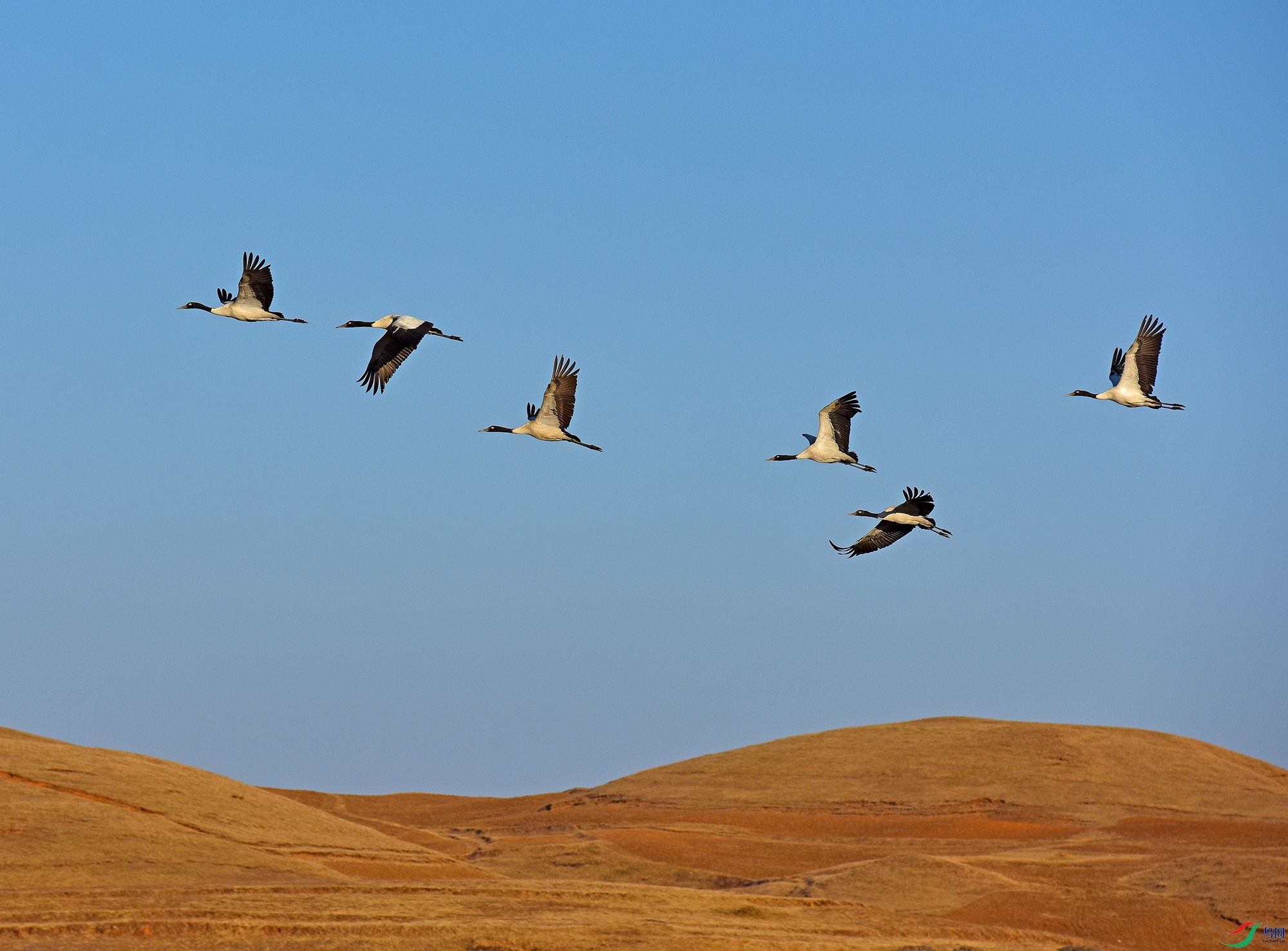 DSC_6814 - ����.JPG