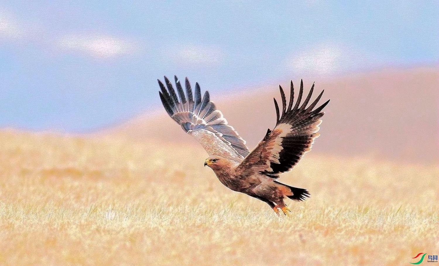 AK2Y1839_1500.jpg