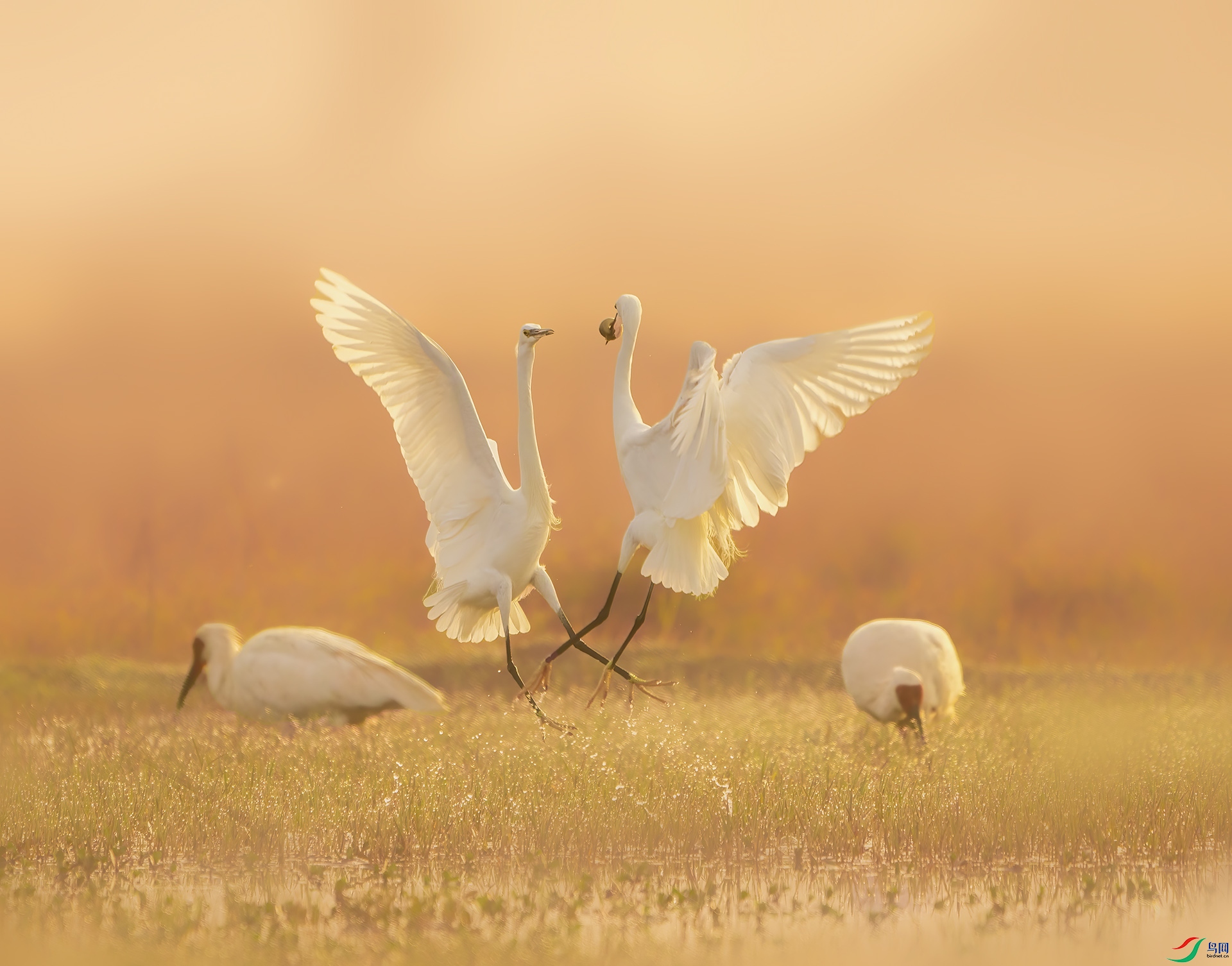 DSC04622 ����.jpg