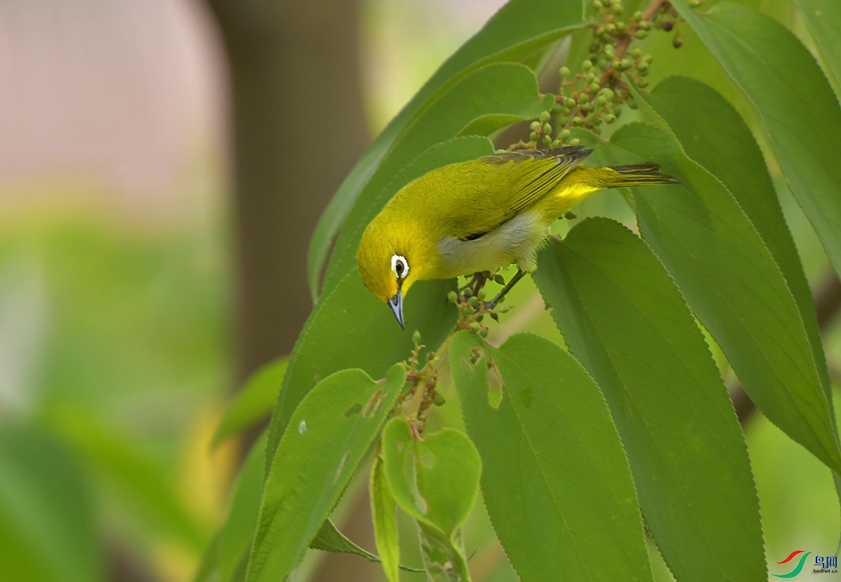 DSC_0050.JPG