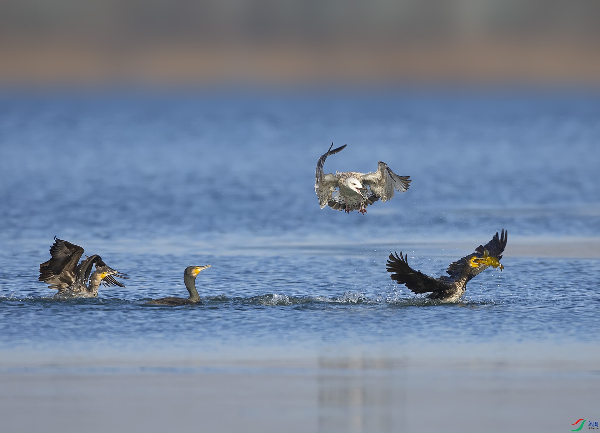 019A9460 ����.jpg