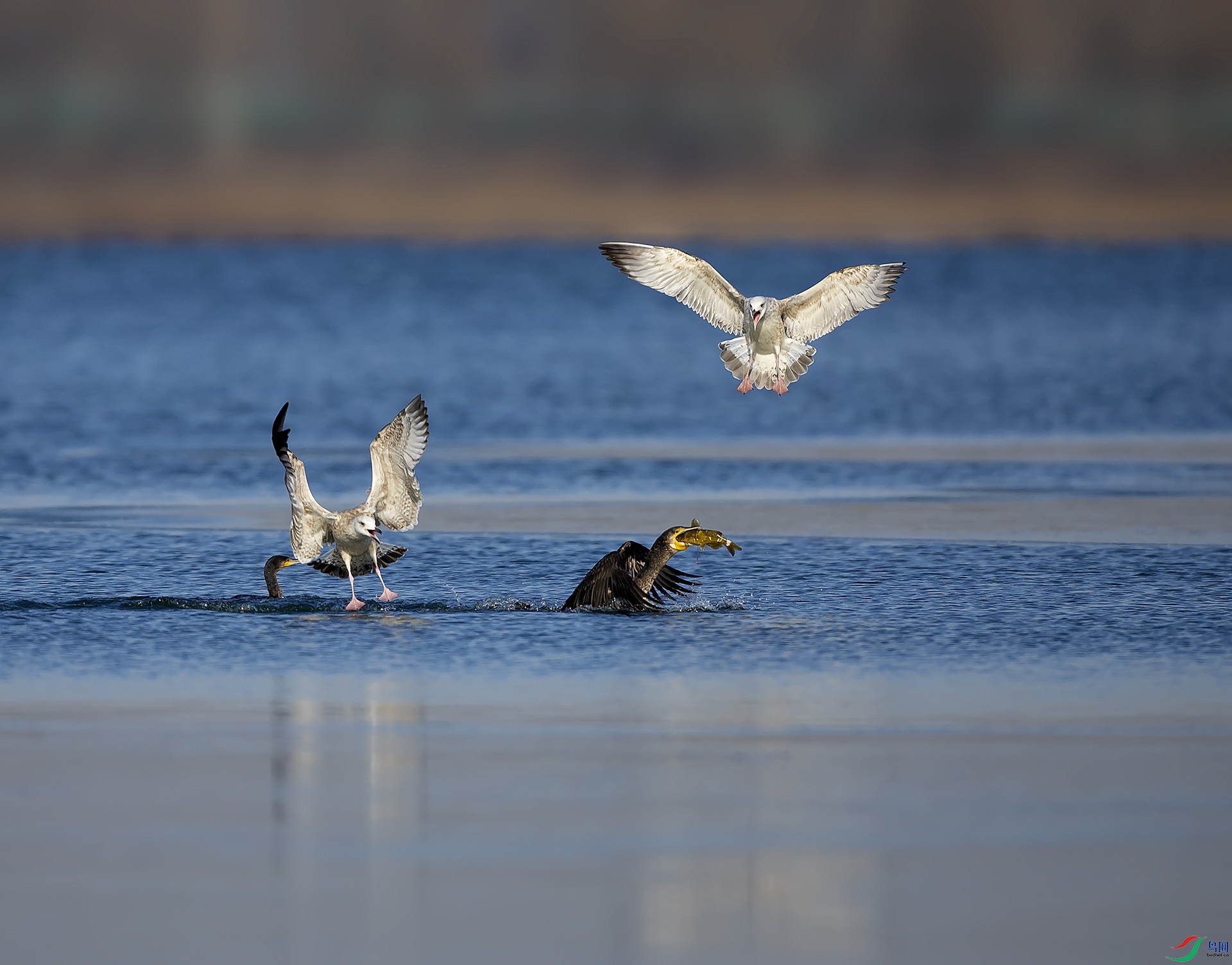 019A9470 ����.jpg