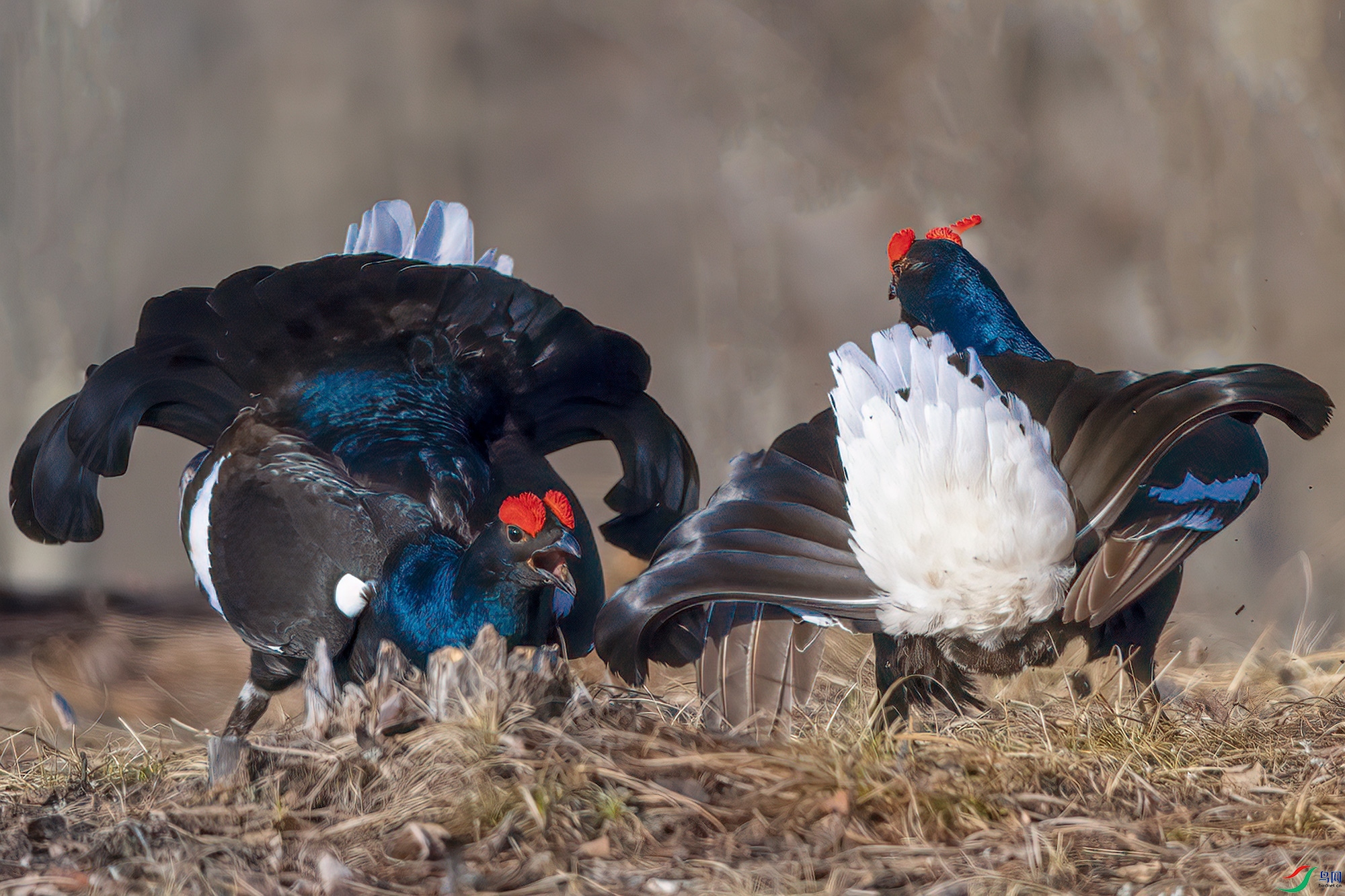 DSC_4578.jpg