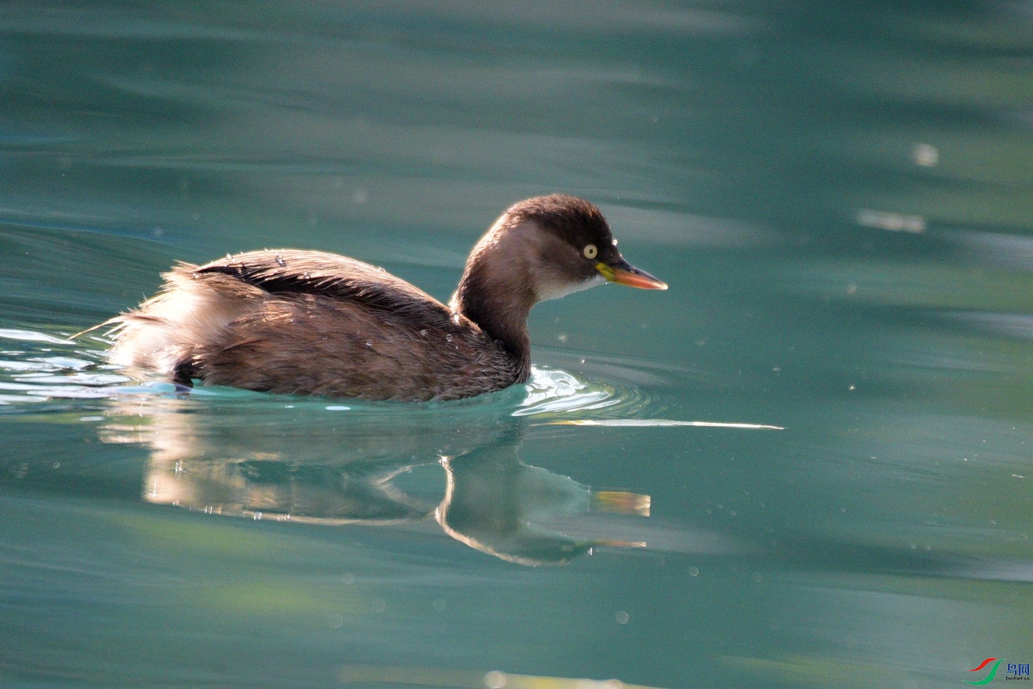 DSC_0780.JPG