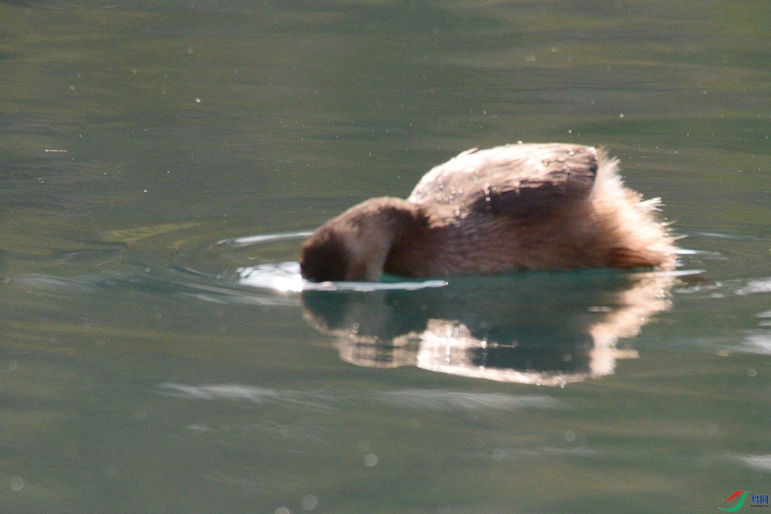 DSC_0654.JPG