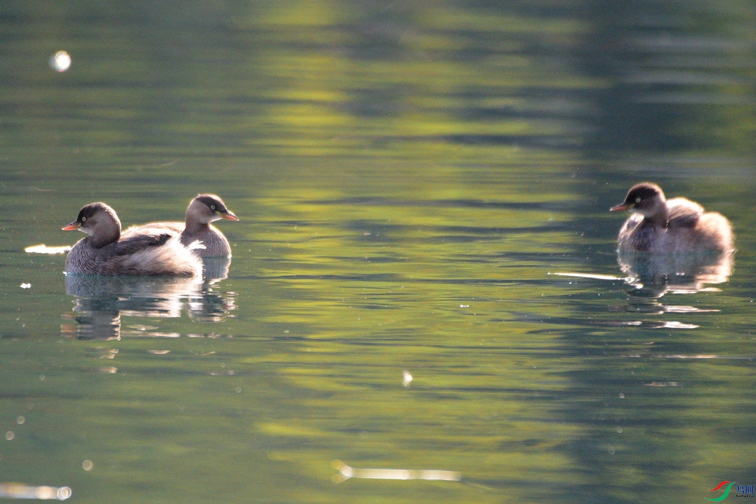 DSC_0796.JPG