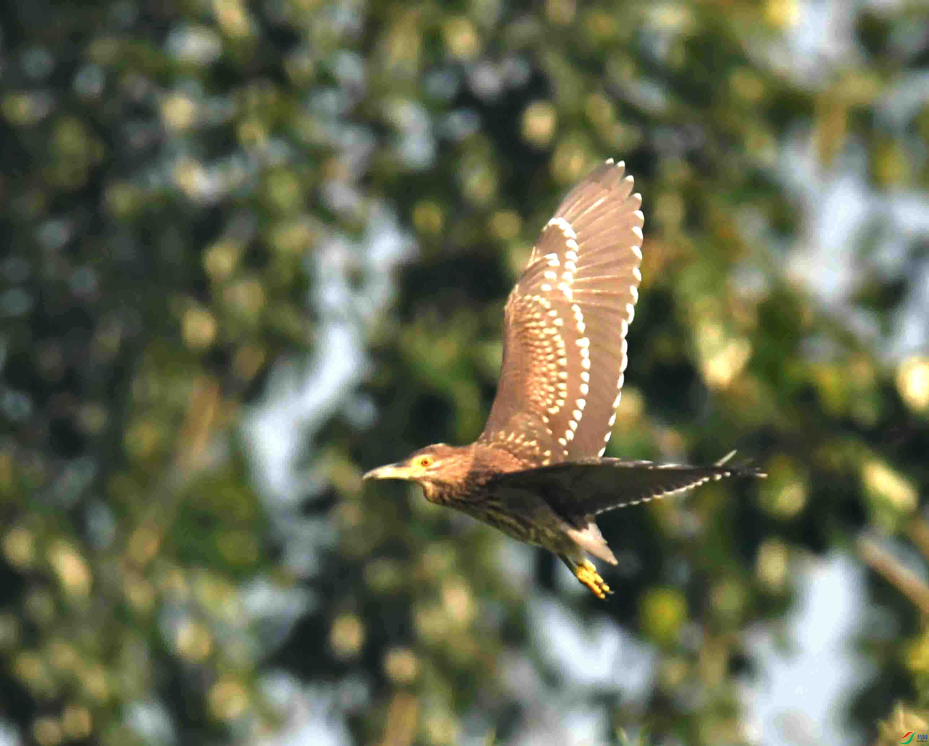 DSC_1354.JPG