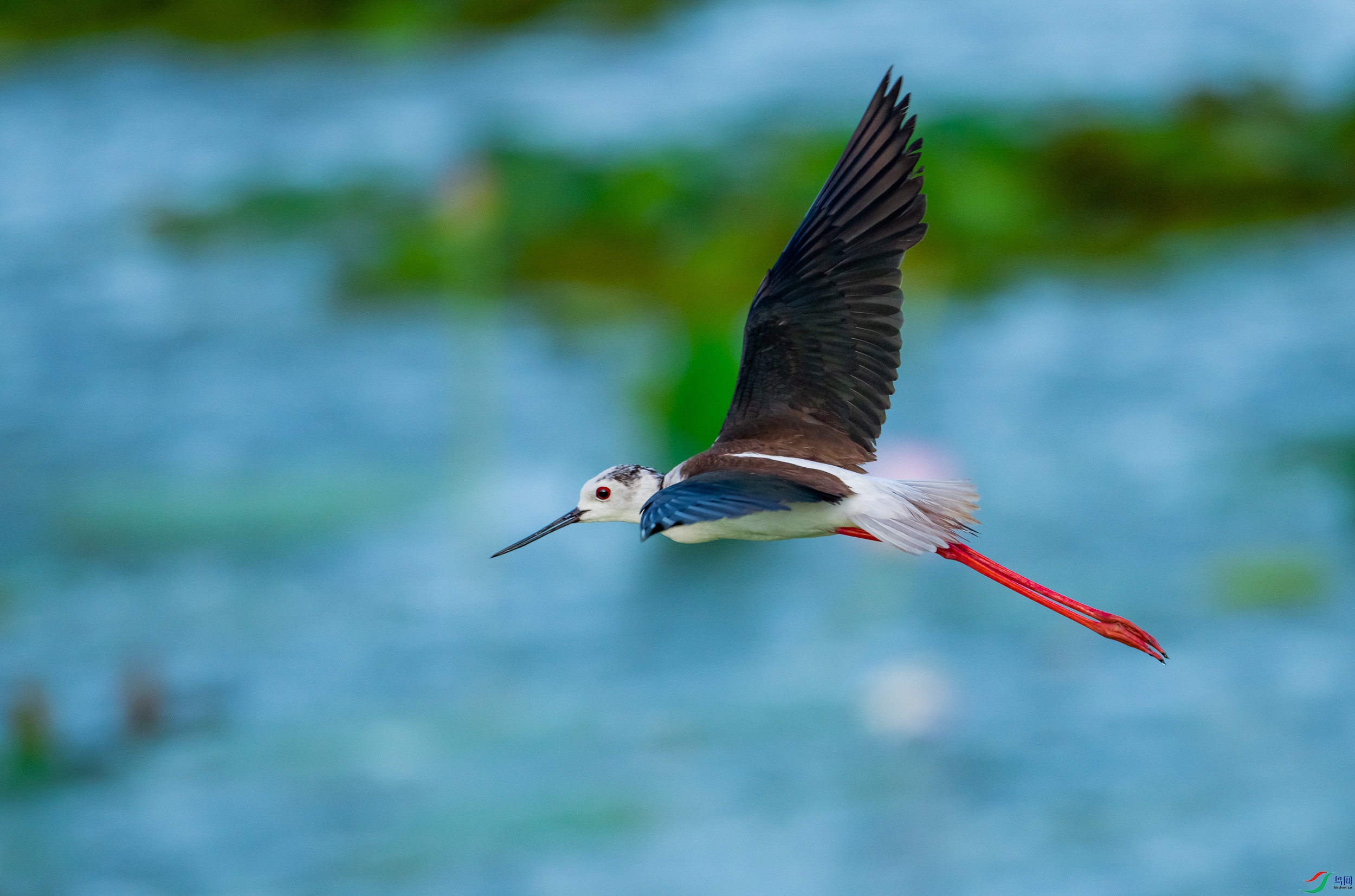 �ڳ᳤����