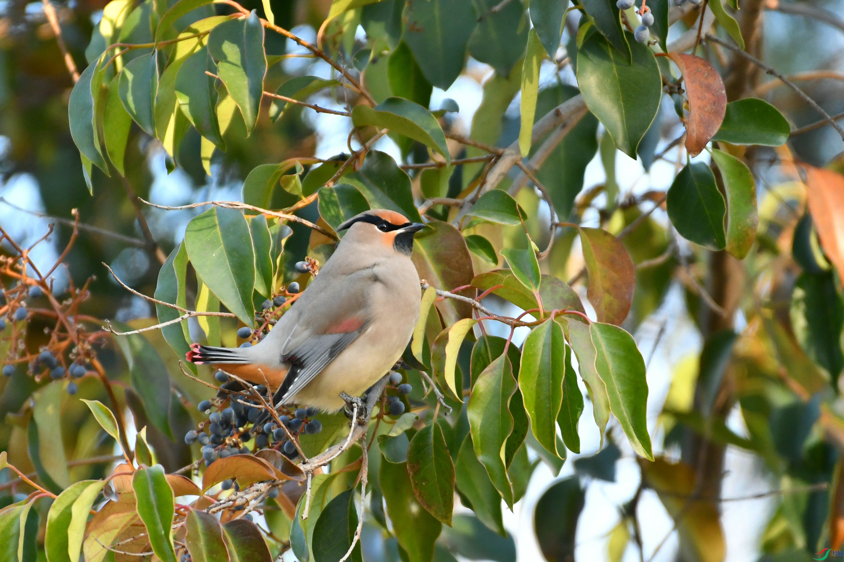 DSC_3436.JPG