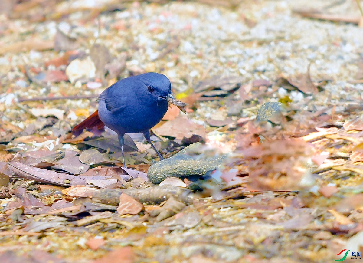 DSC_0239.JPG