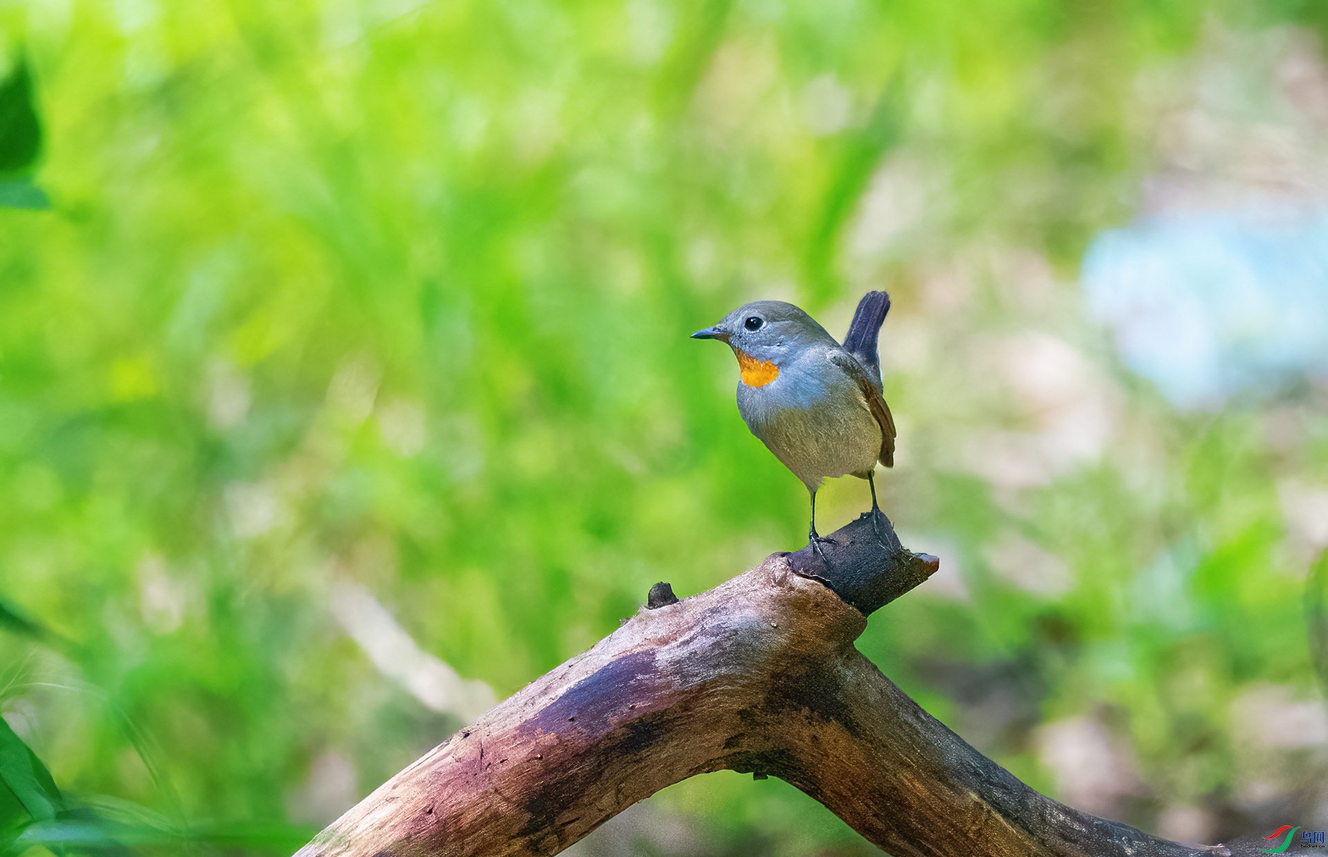 DSC_2495.jpg