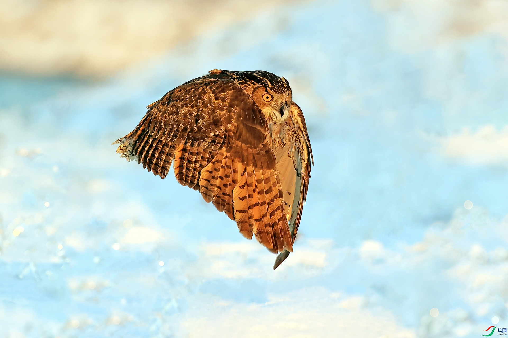 ���^113 ѩ����^.jpg