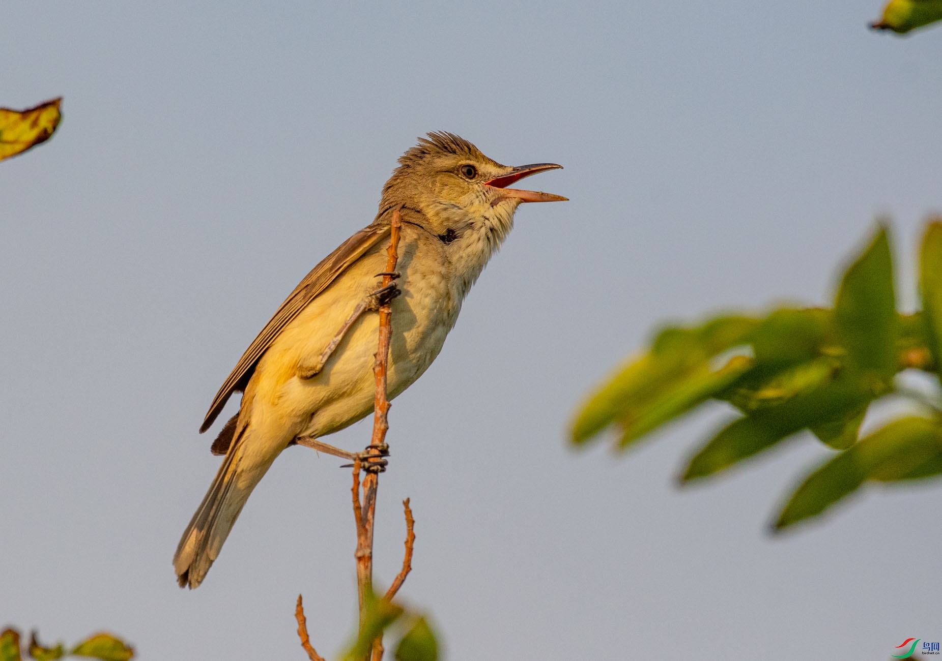 DSC_4154.jpg