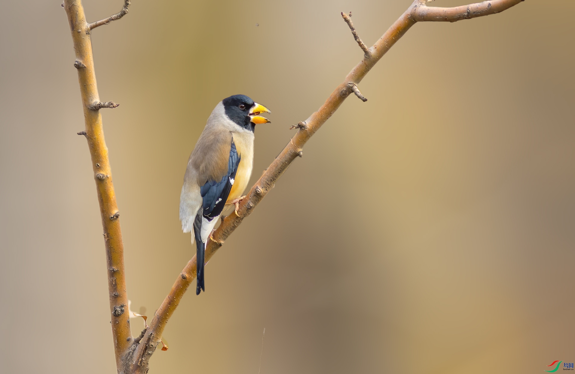 _MG_5327-24-denoise-denoise.jpg