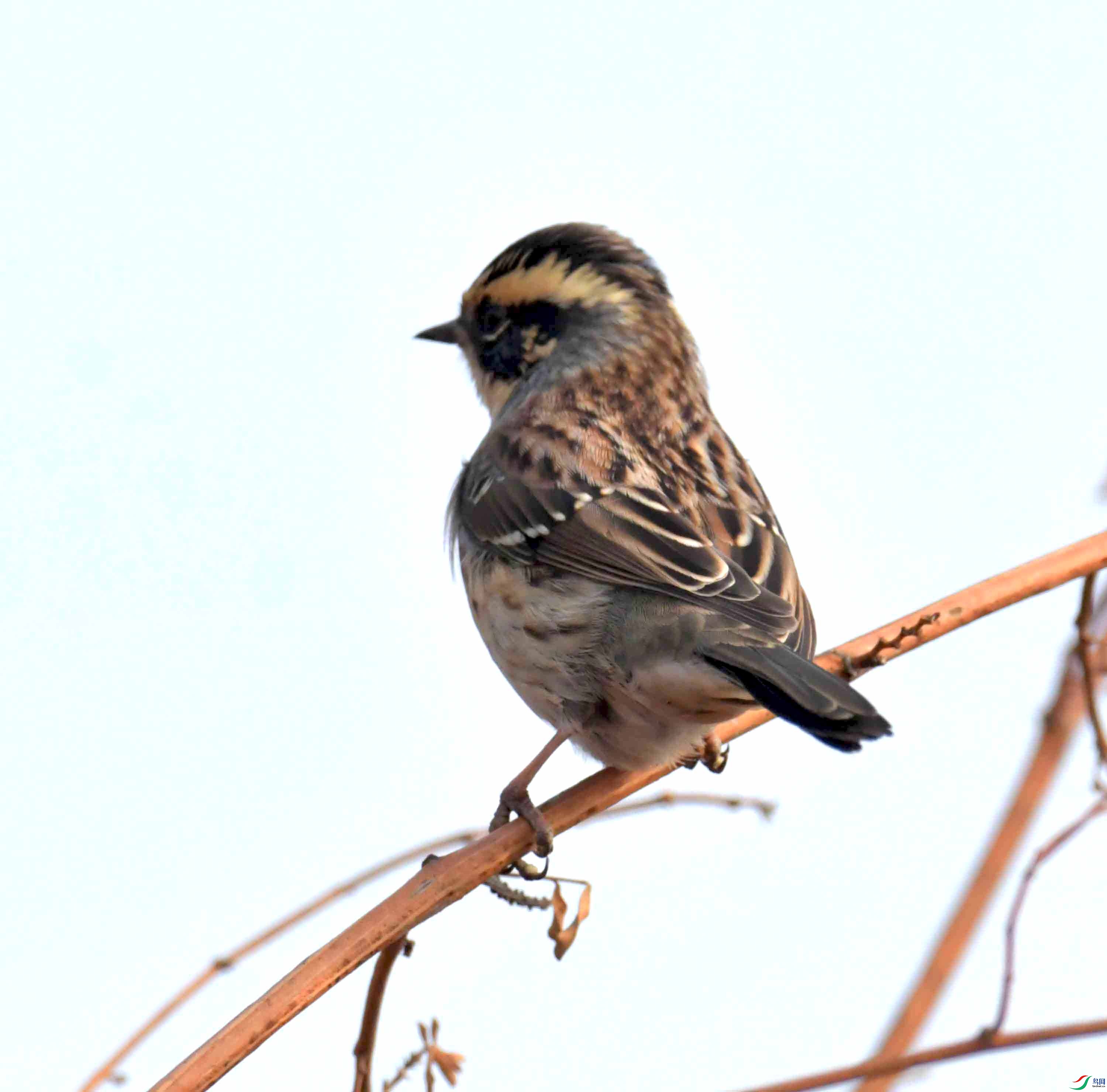DSC_2107.JPG