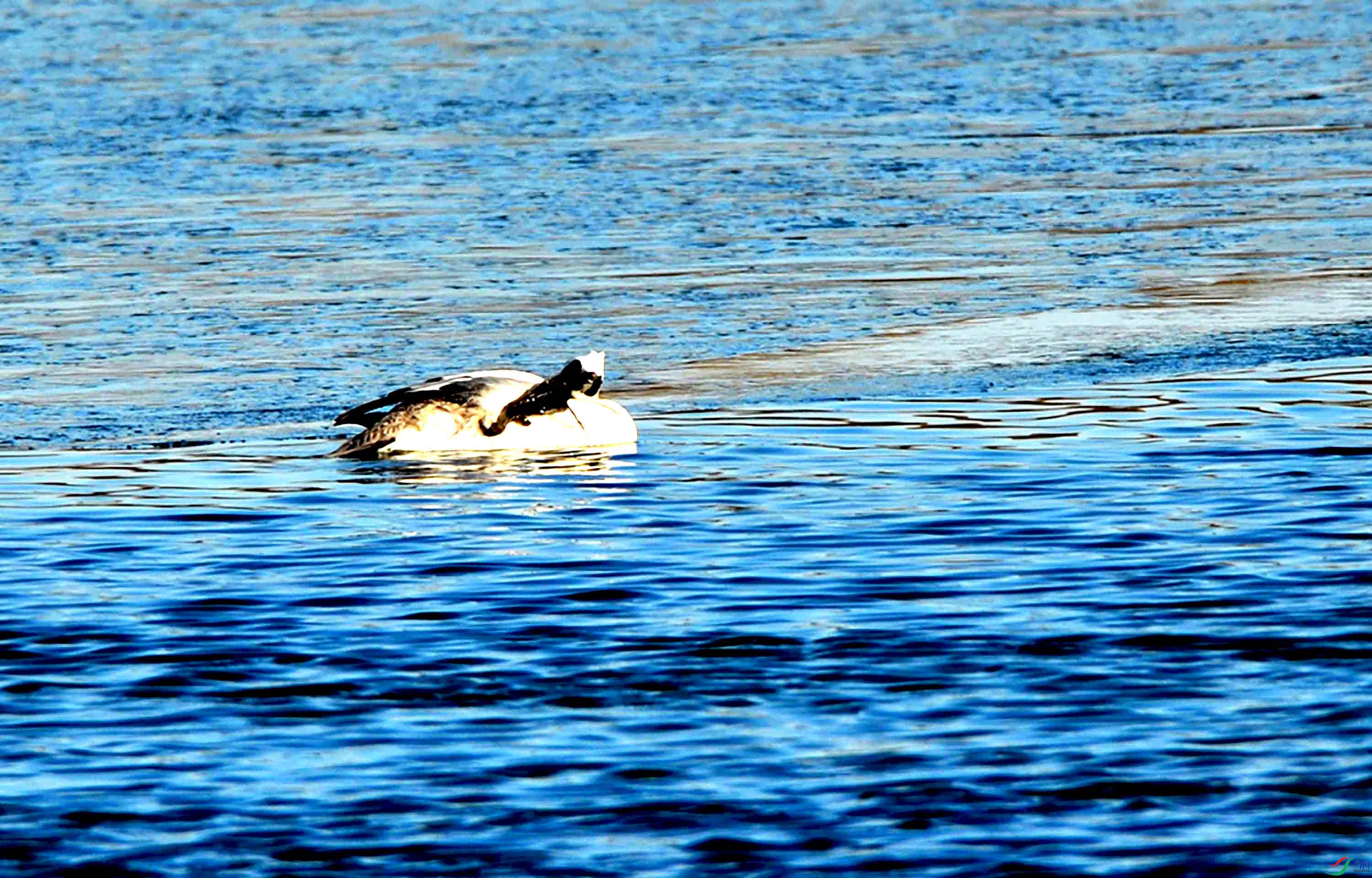DSC_4537.JPG
