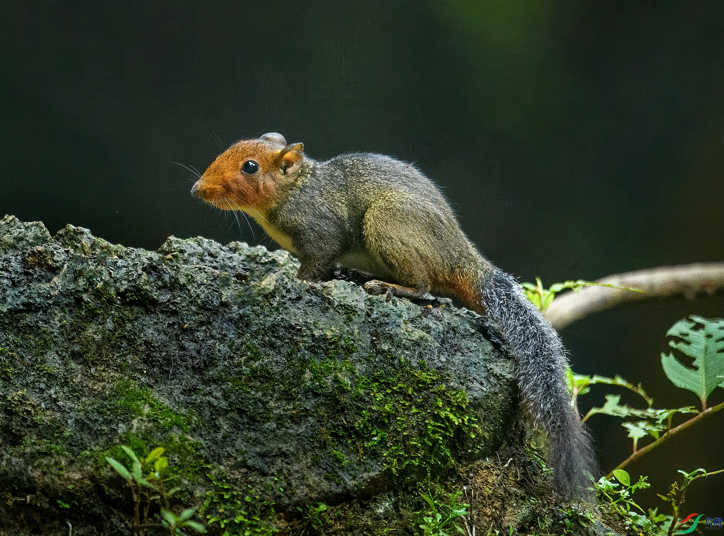 DSC_3285.jpg