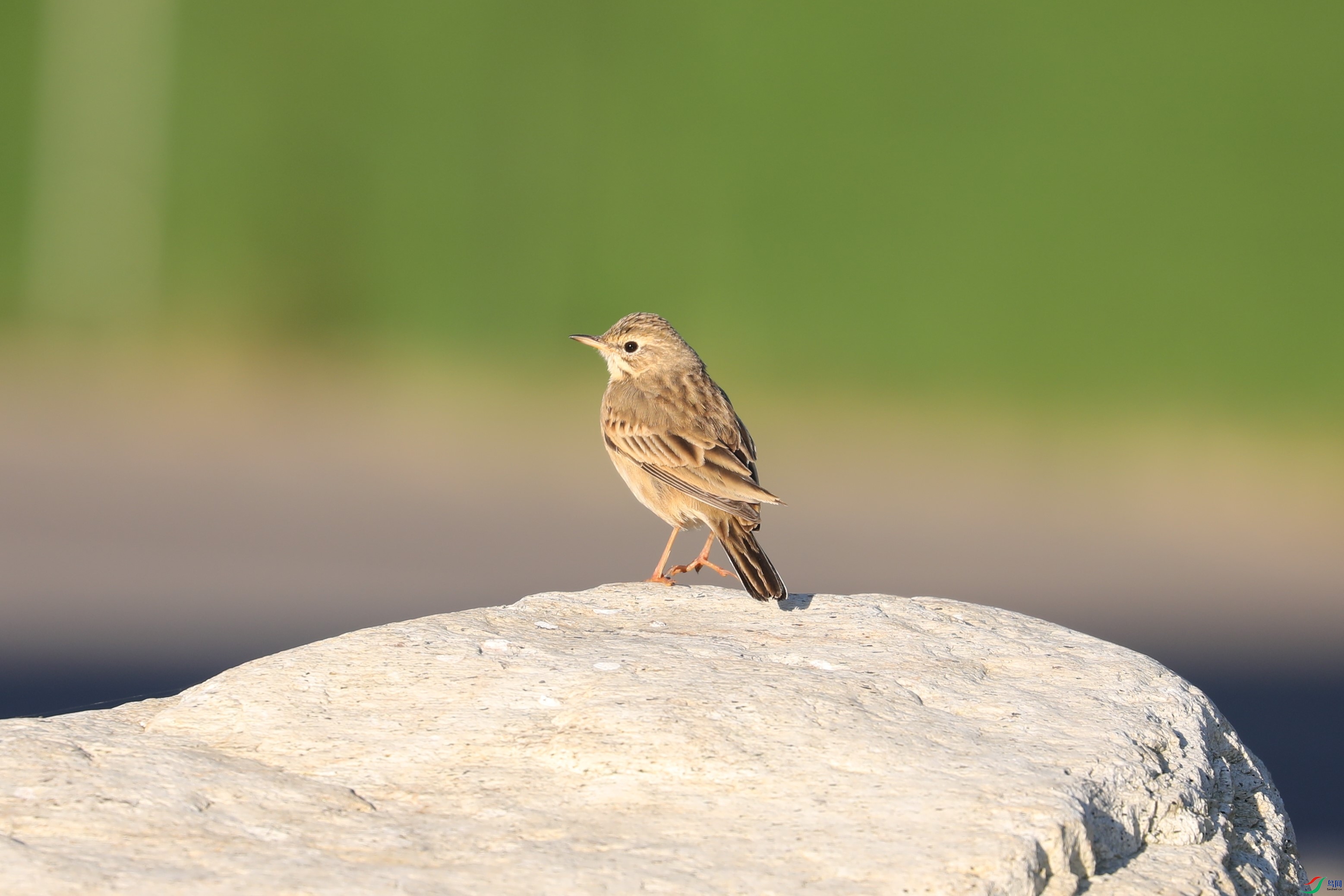 BL7A0855.JPG