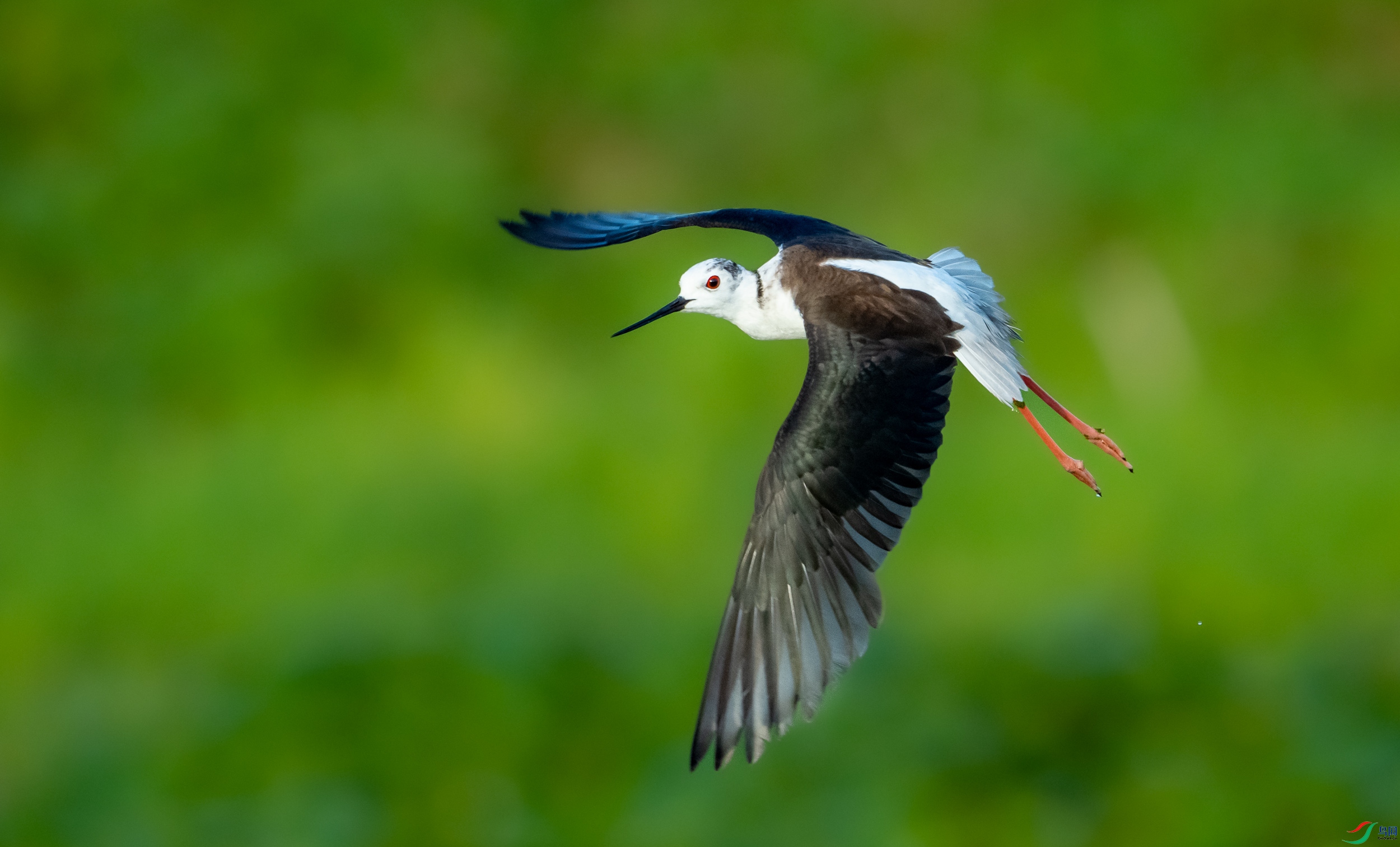 �ڳ᳤����