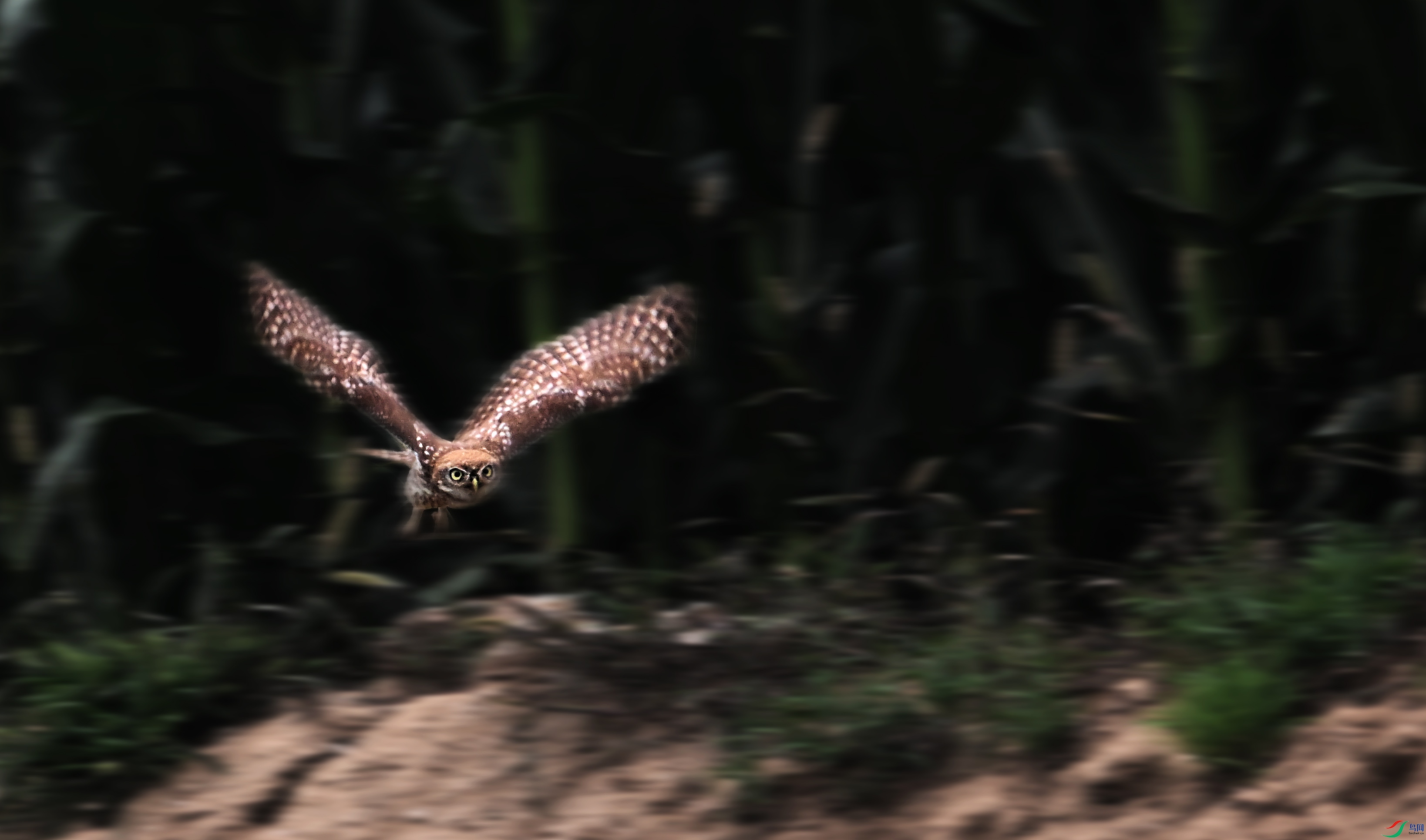 DSC_4546.jpg