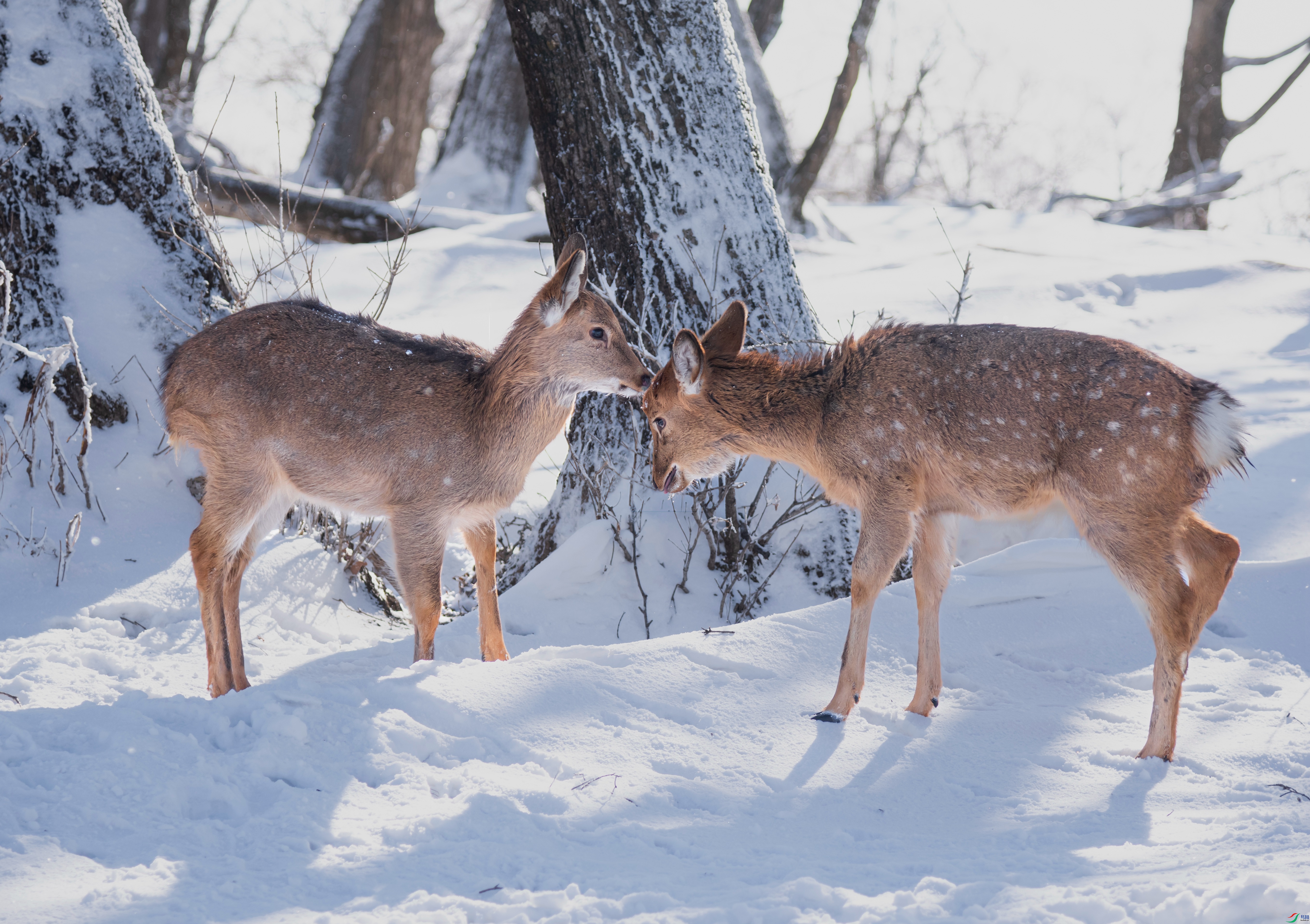 DSC_5278 ����_����_����.jpg