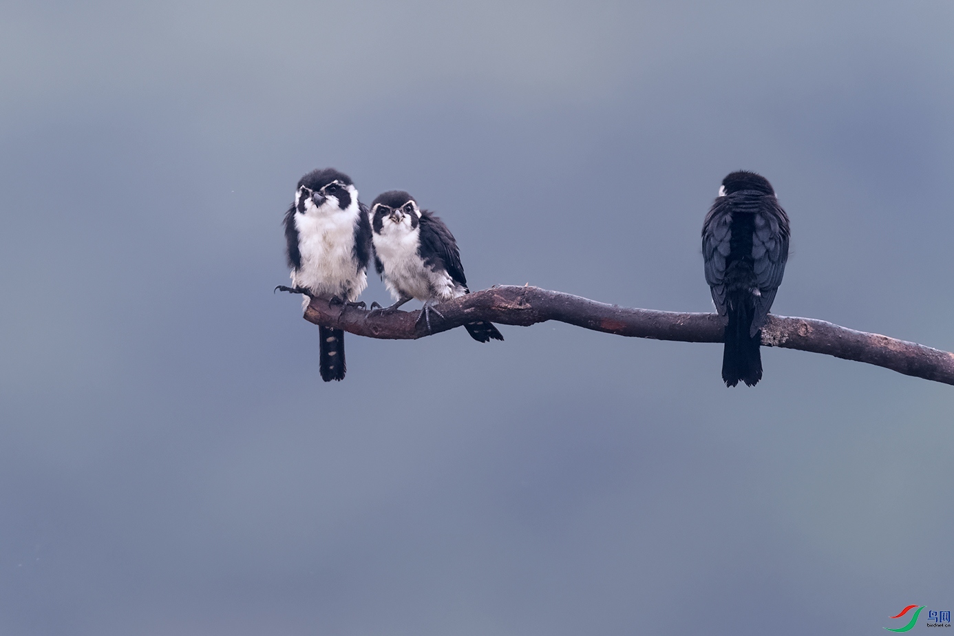 DSC_1220_DxOa.jpg