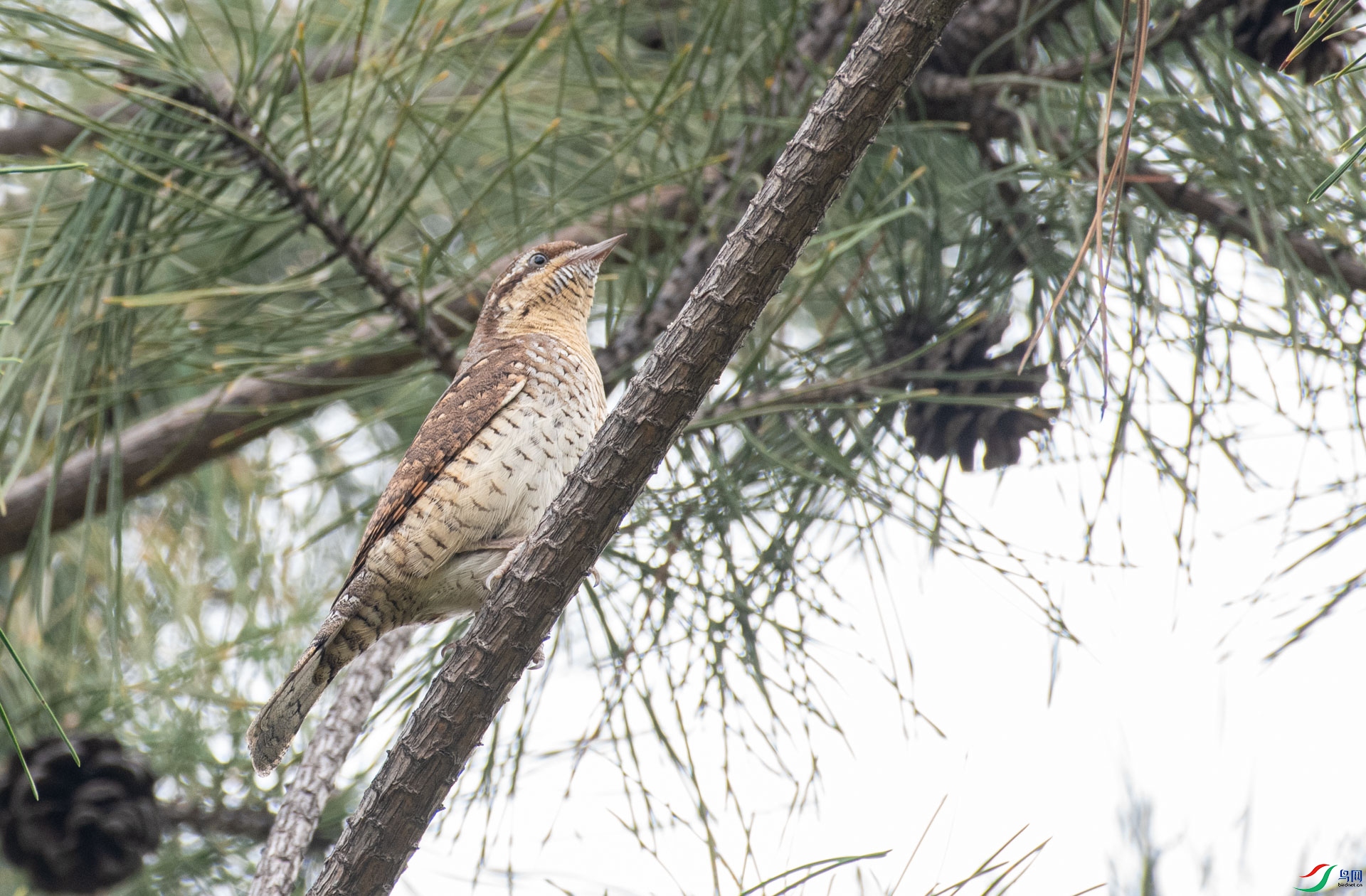 DSC_7087.jpg