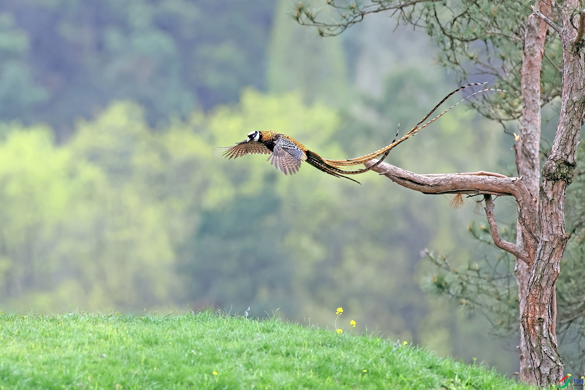 �׹ڳ�β��267-1.jpg