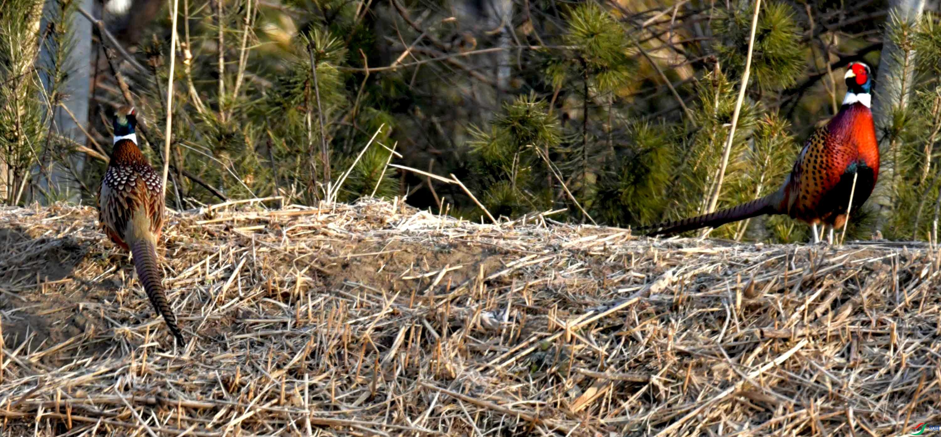 DSC_0098.JPG