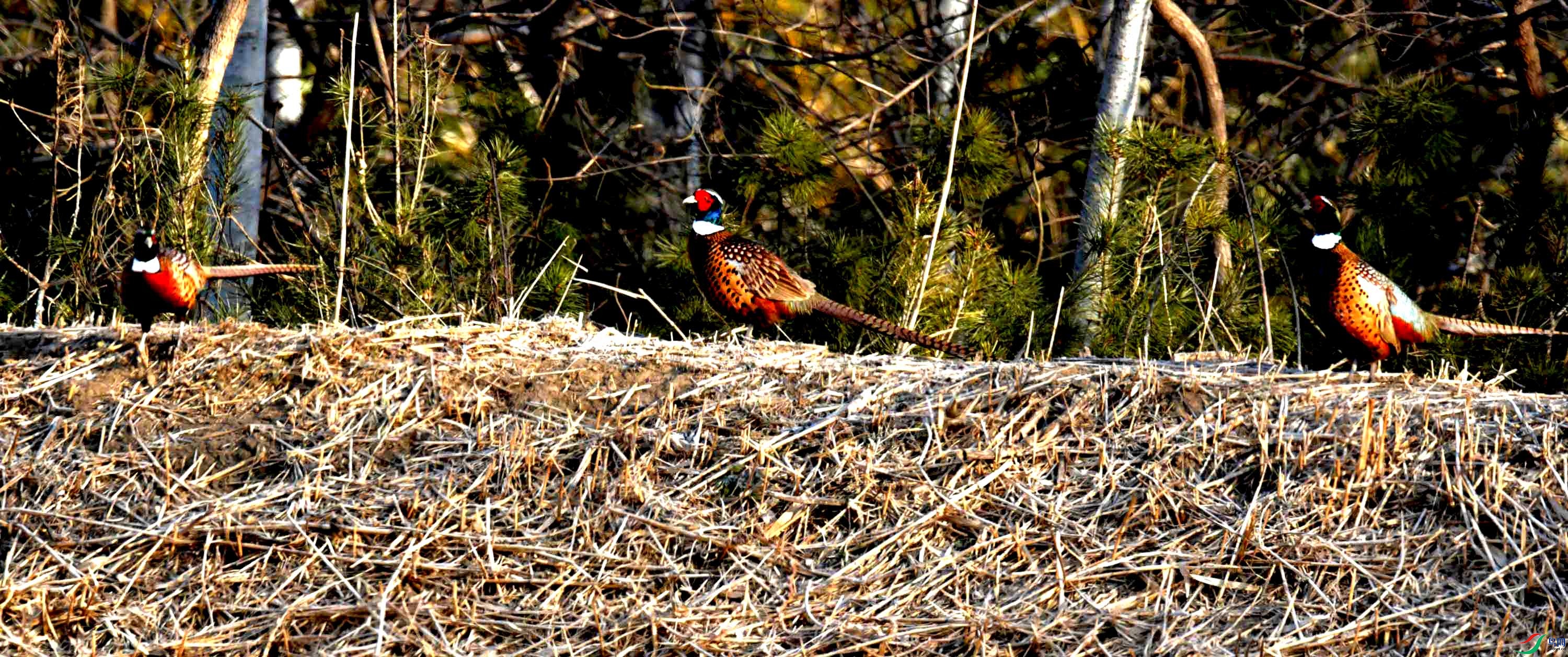 DSC_0105.JPG