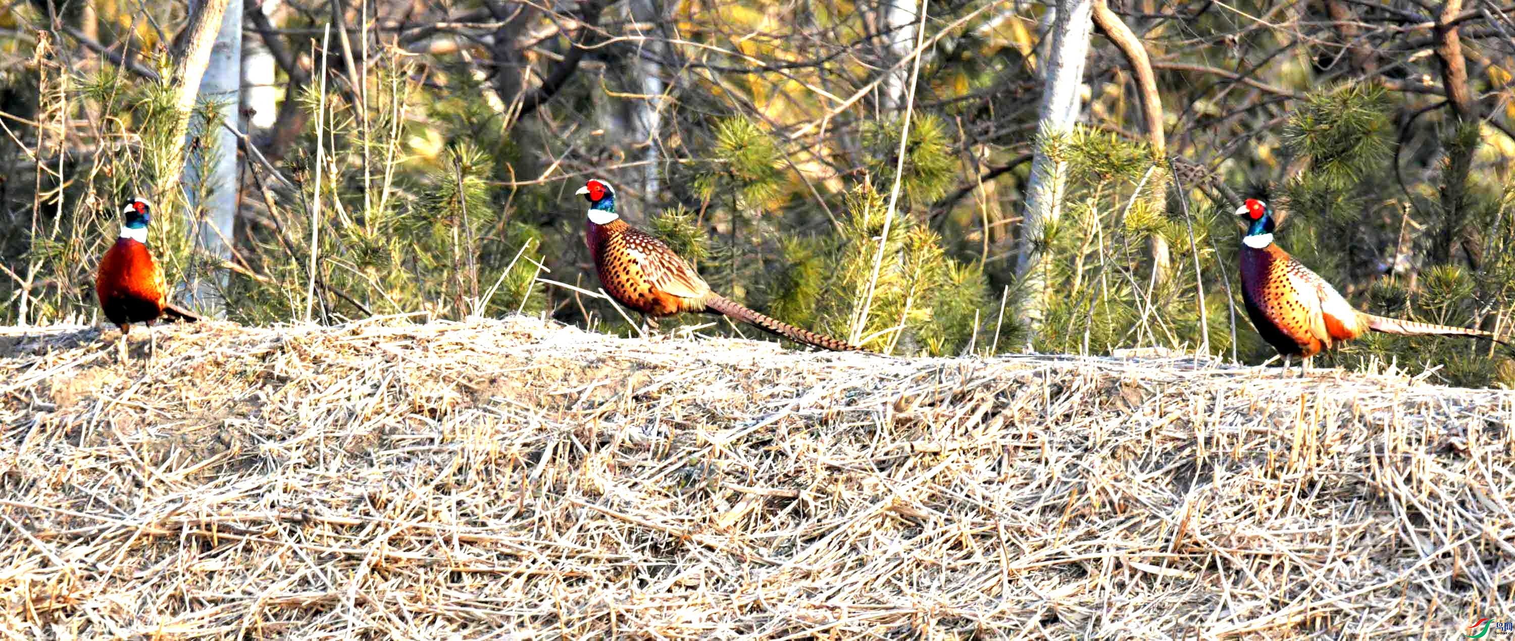 DSC_0107.JPG