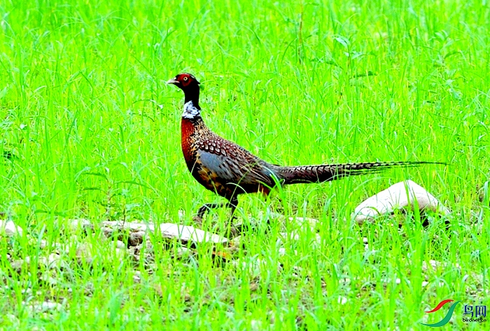 DSC_9608.JPG