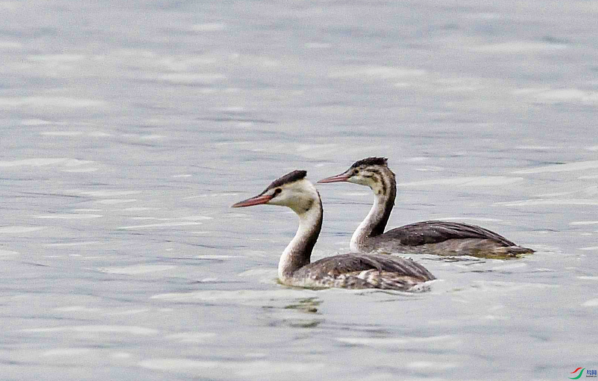 DSC_4012.jpg