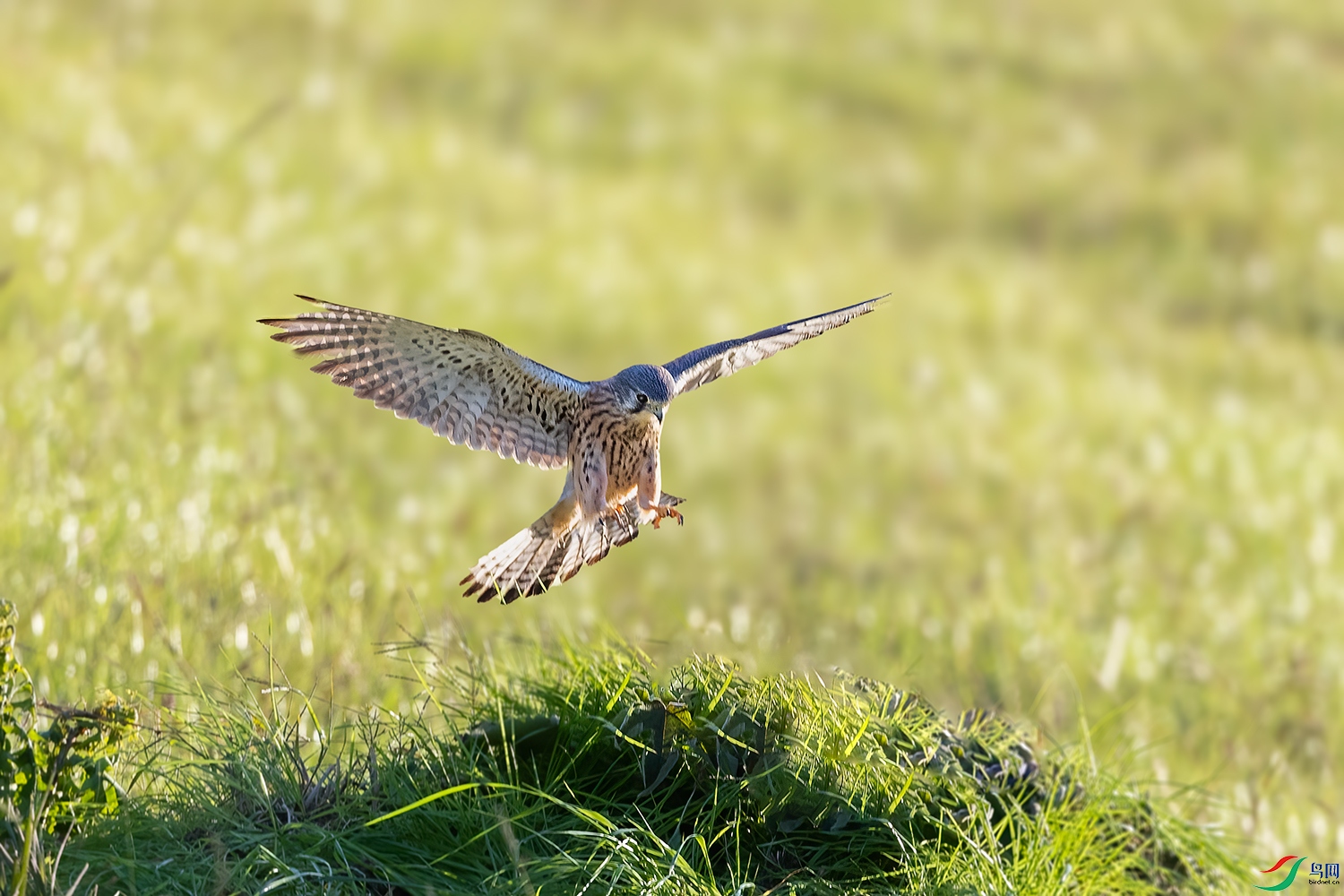 DSC_8798-2.jpg