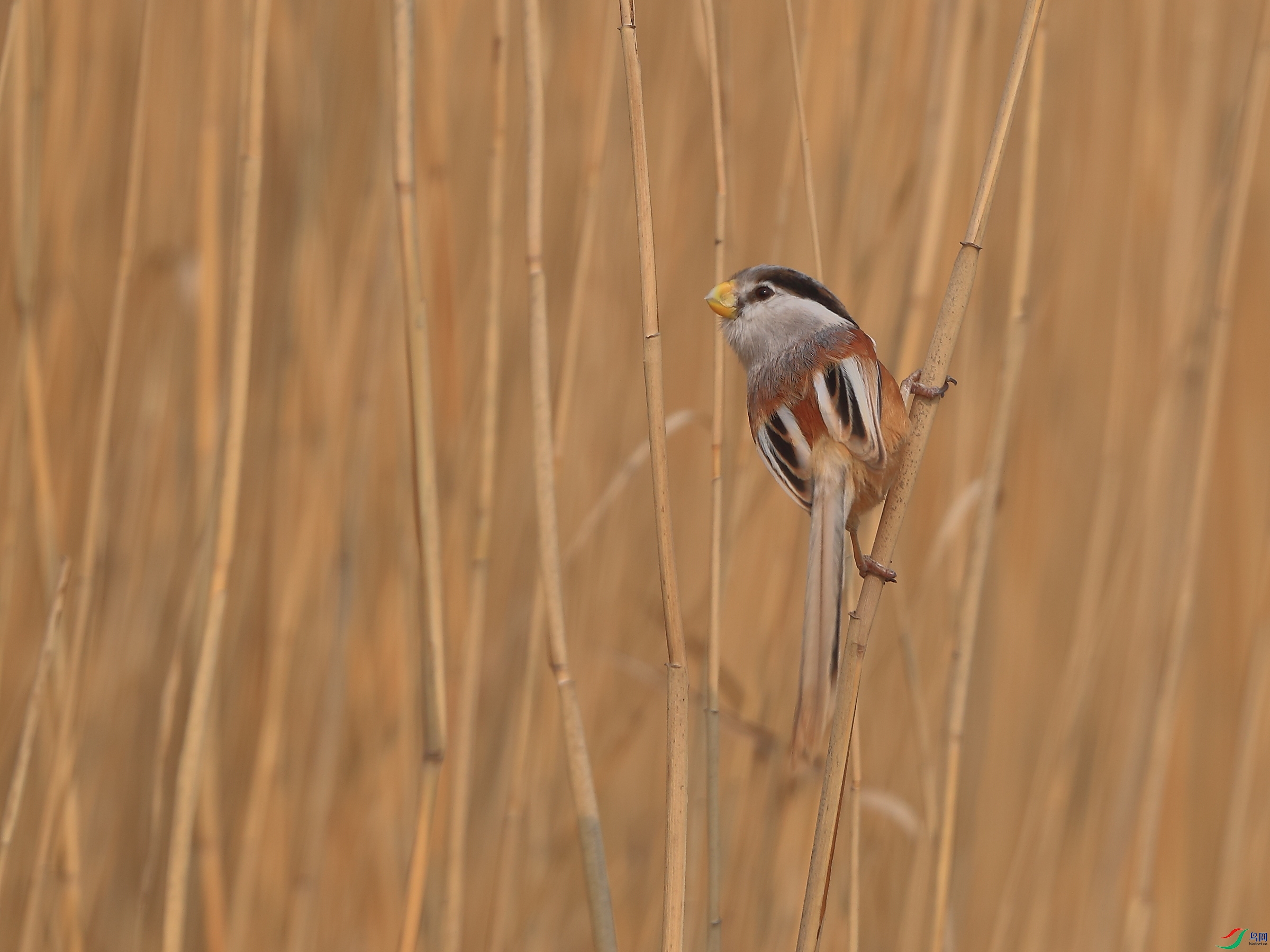 AB7I1983-2022��β��.JPG