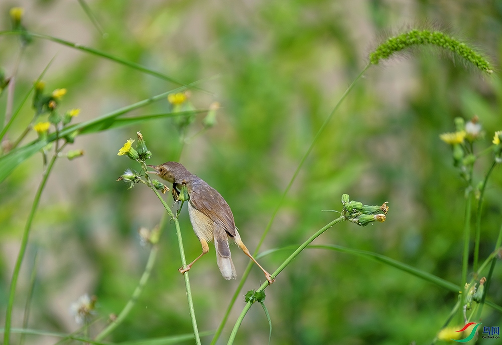 _DSF9096.1.jpg