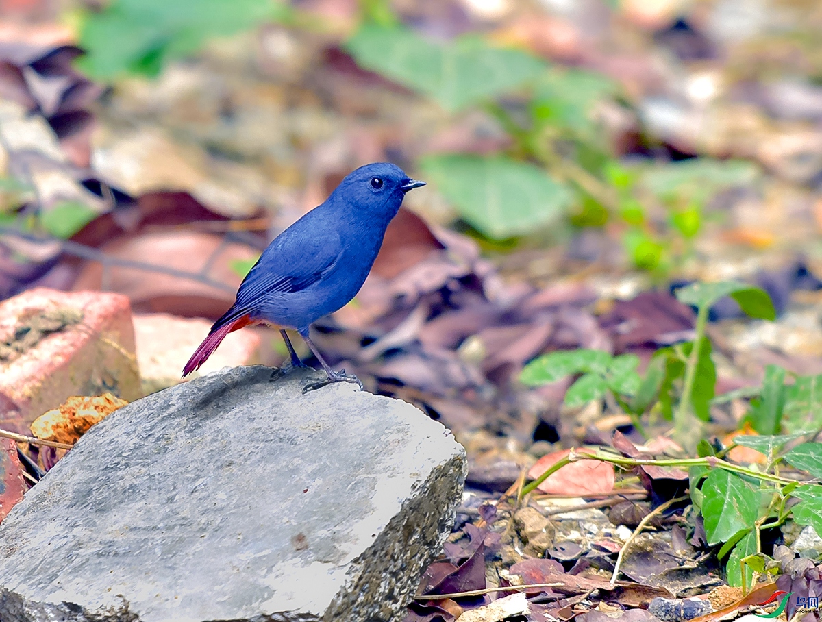 DSC_0235.JPG