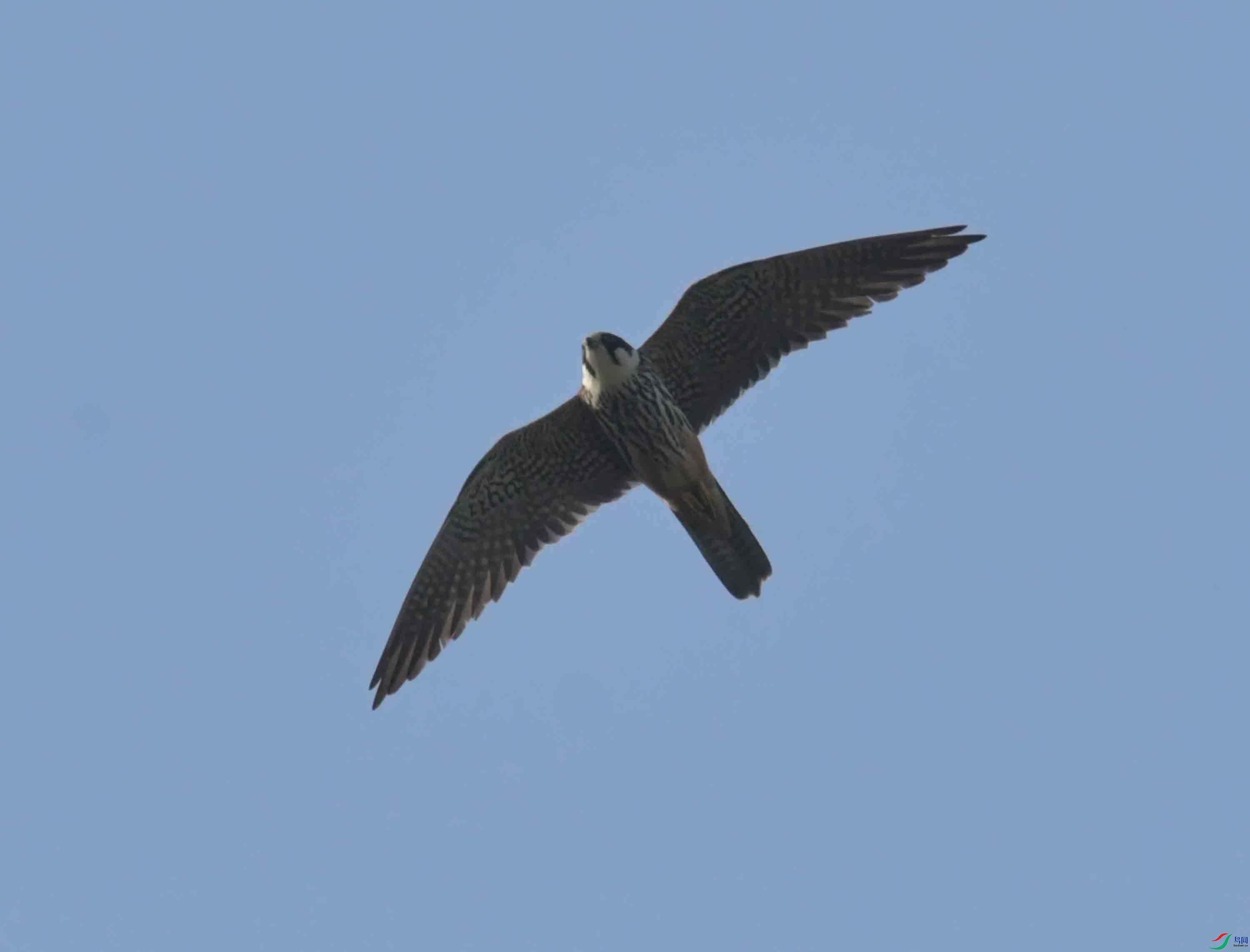 DSC_7885.JPG