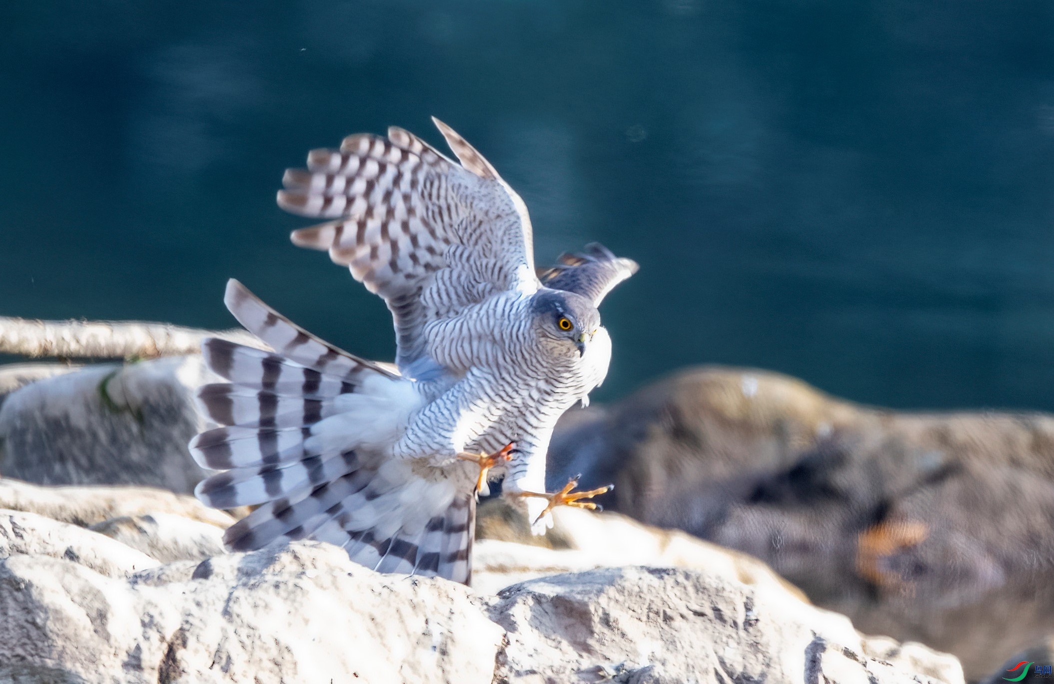 DSC_9353.jpg