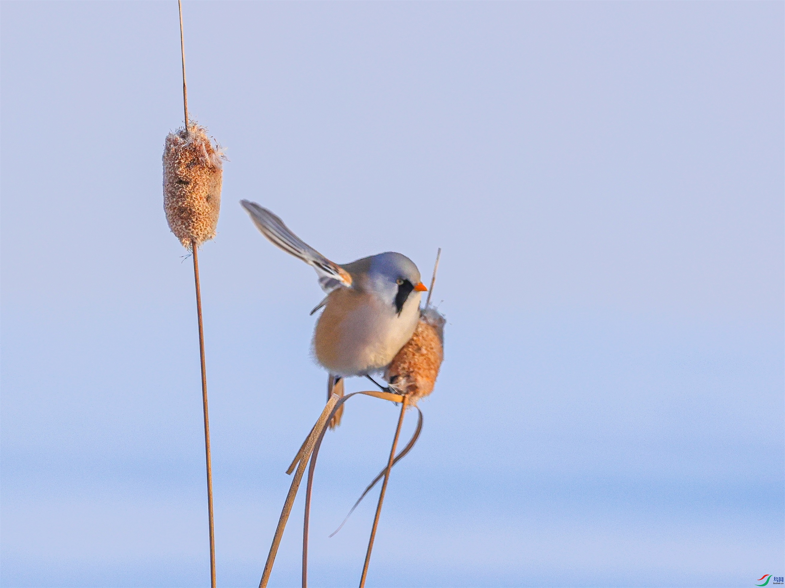 1K3A1316 ����1.jpg