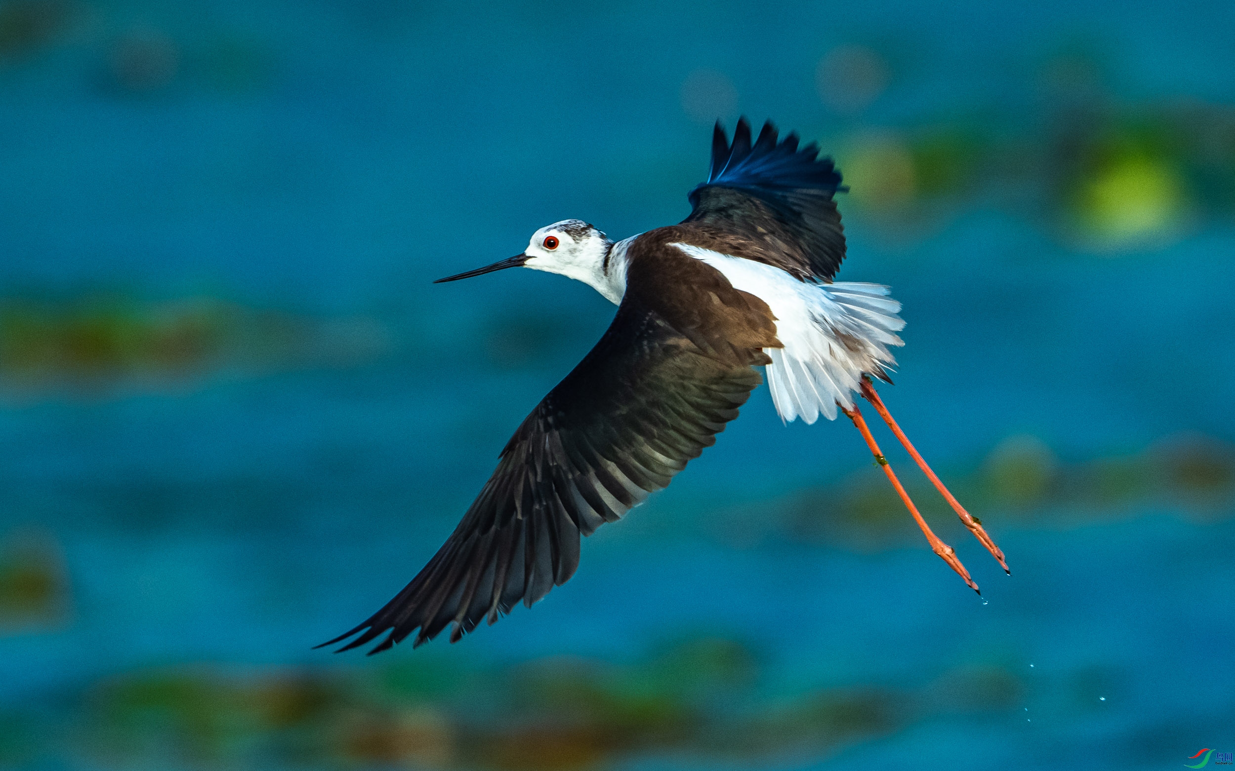 �ڳ᳤����