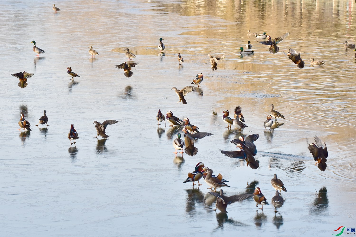 DSC_7572.JPG