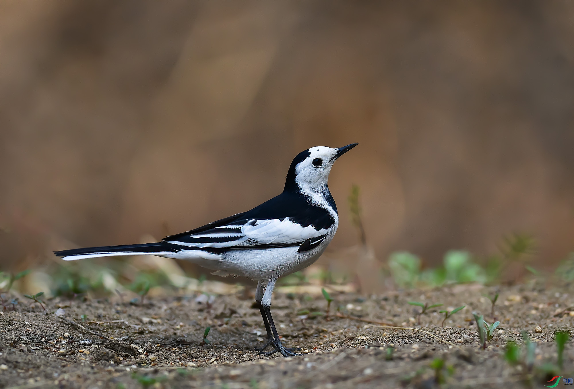 DSC_1396.jpg