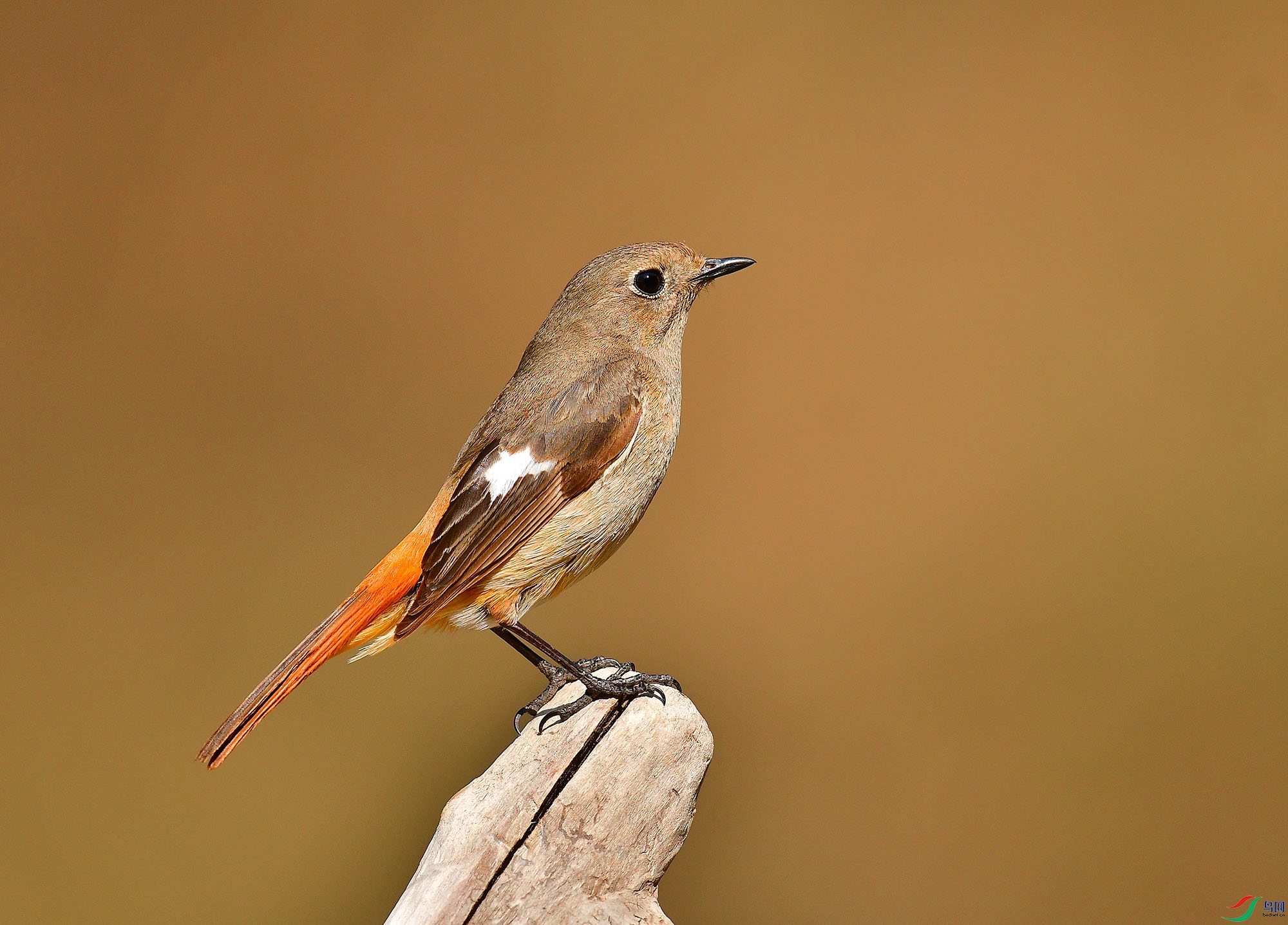 DSC_1517.jpg