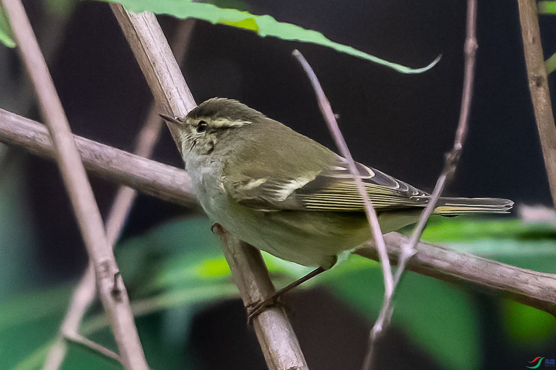 DSC06472-ARW_DxO_DeepPRIME-1-2.jpg