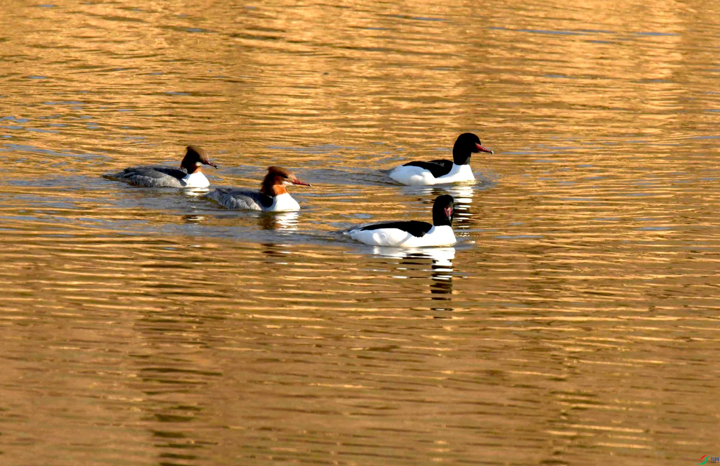 Copy2_NIKON CORPORATION NIKON D500 -5568x3712-21296384.JPEG